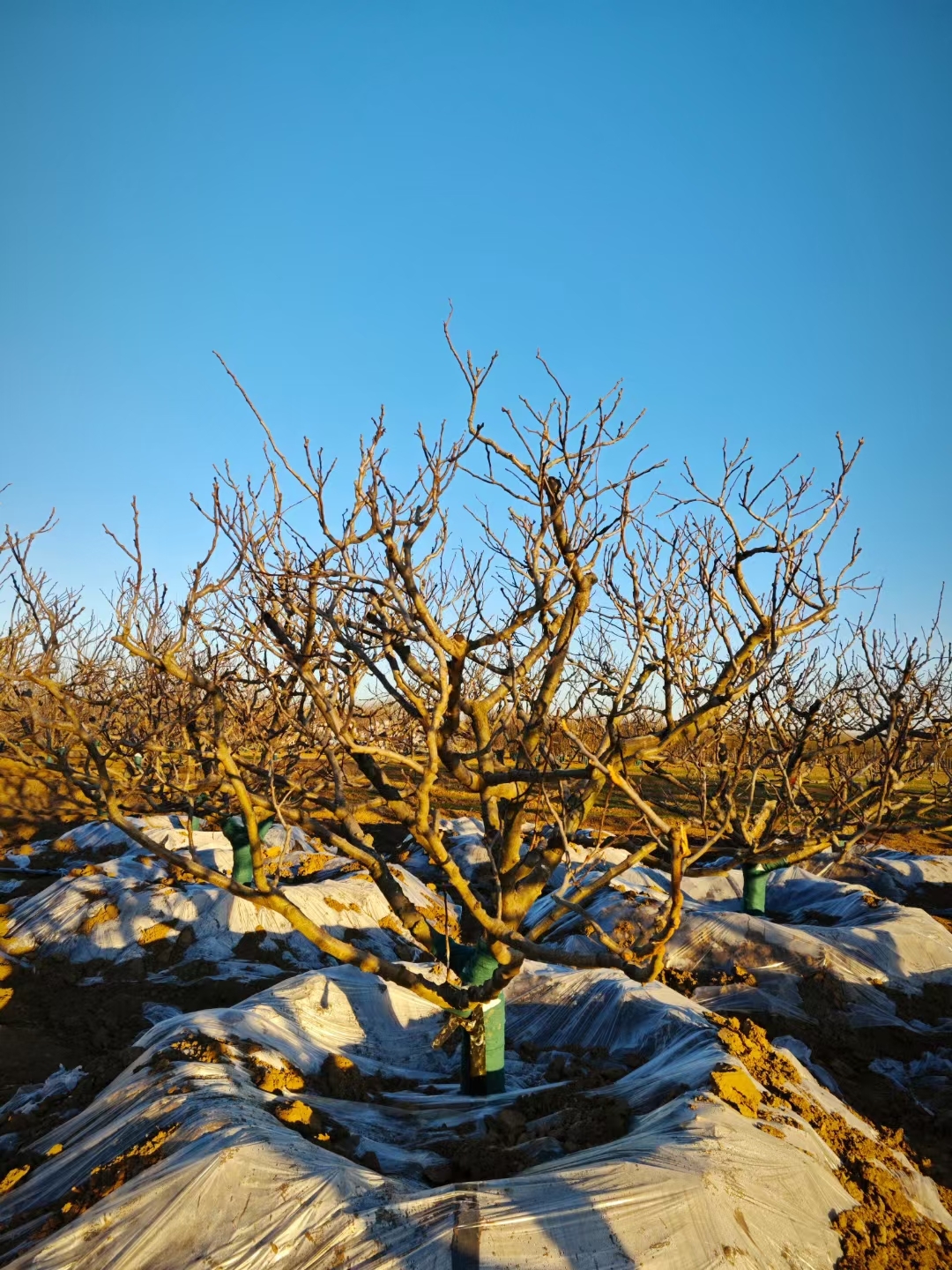 老桩山楂树是一种非常受欢迎的庭院果树,它不仅树形美观,而且果实营养