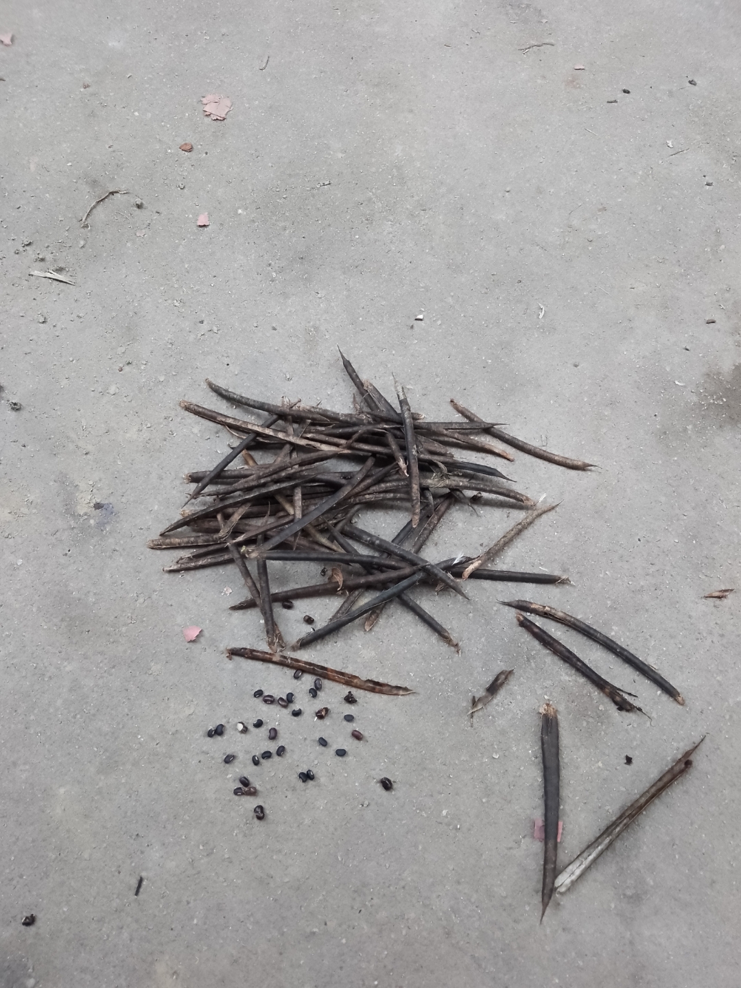 就是这个野生藤黑豆啊