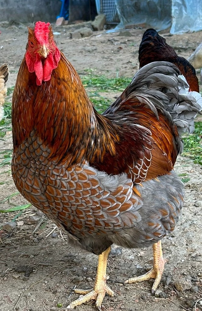 充实业余生活,利用业余时间养殖怀特鸡#我年后上班的工作状态# #发文