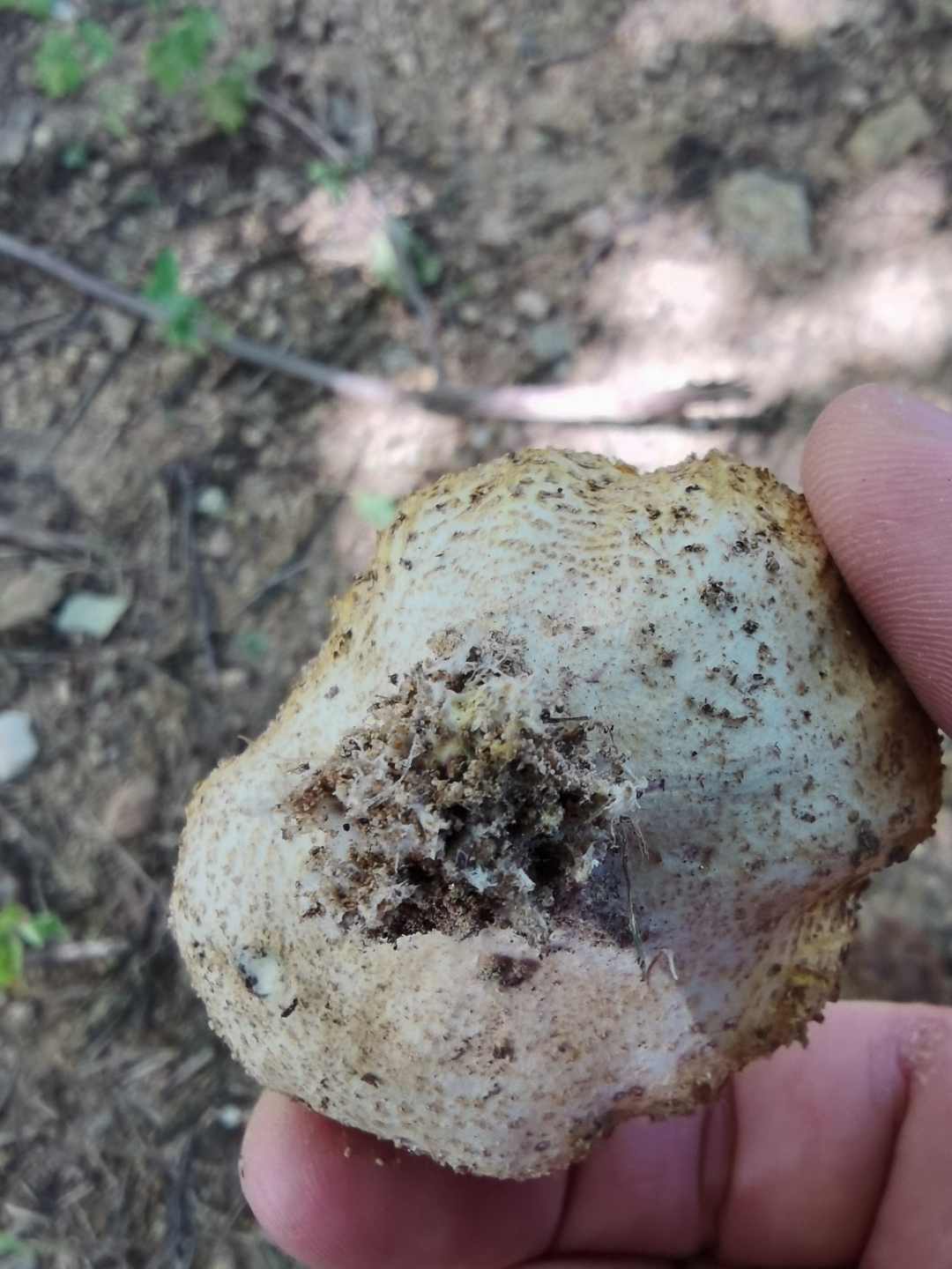 在山栗子树下发现的,这是什么蘑菇?