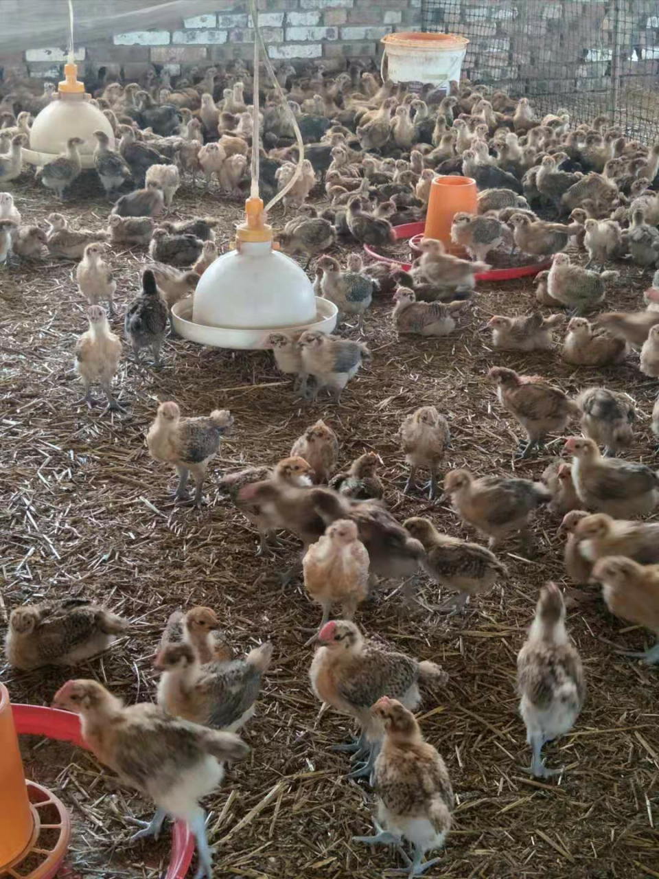 我家是云南省曲靖市陆良县板桥镇车马堡村