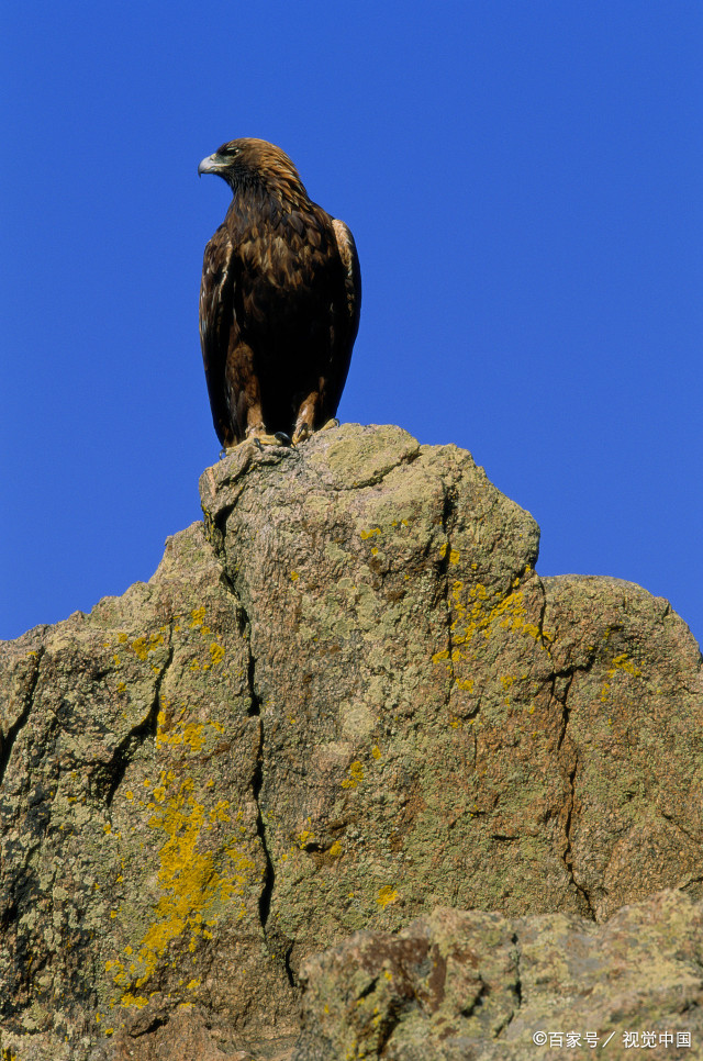 巉岩云影孤,雪雨疾风扶. 振翅思千里,凝眸瞰九隅
