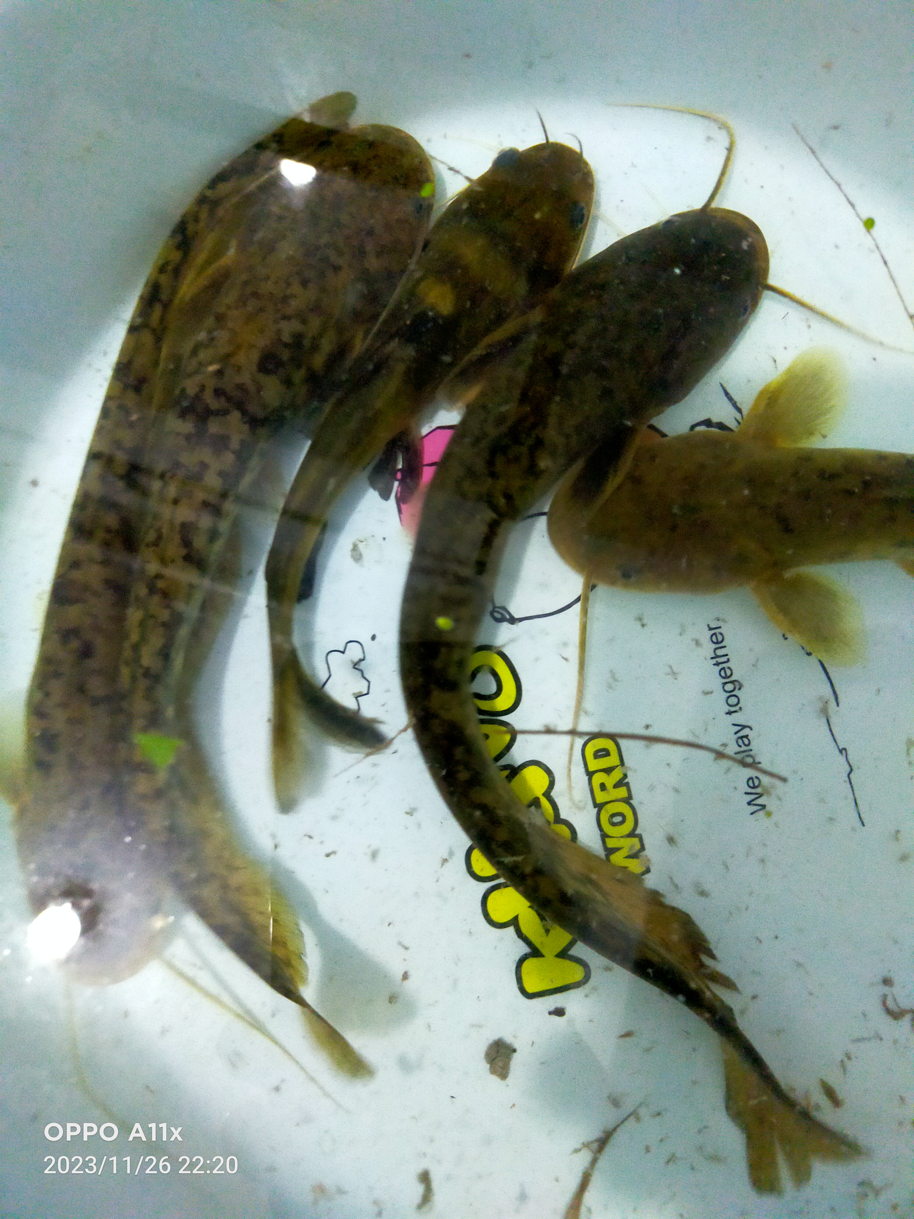 冬季夜钓大鲶鱼黄鸭鱼,不是一般的多,大白条张那么