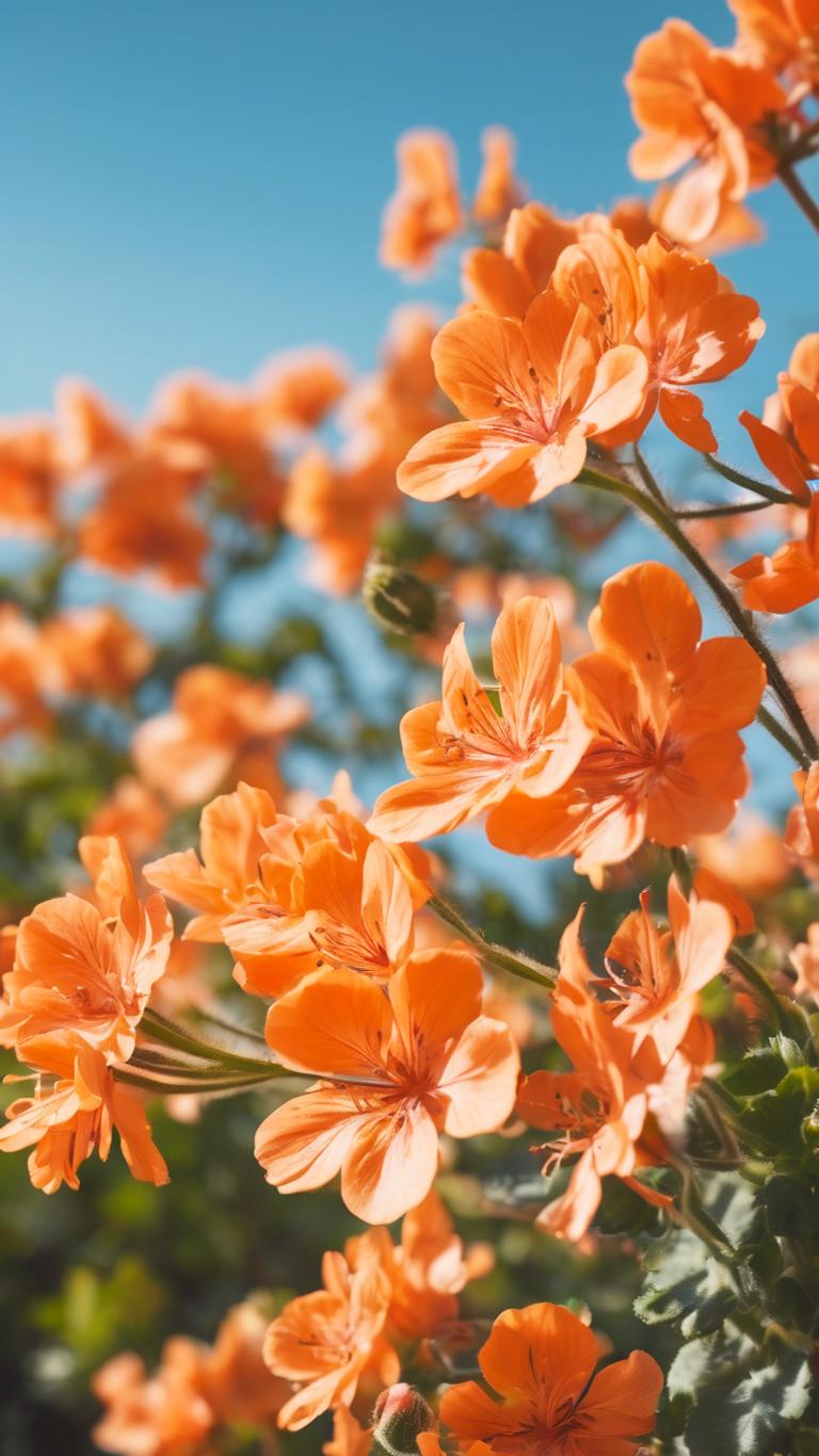 哇,这棵树好美呀!它开着橙色的小花,就像太阳公公的笑容一样温暖