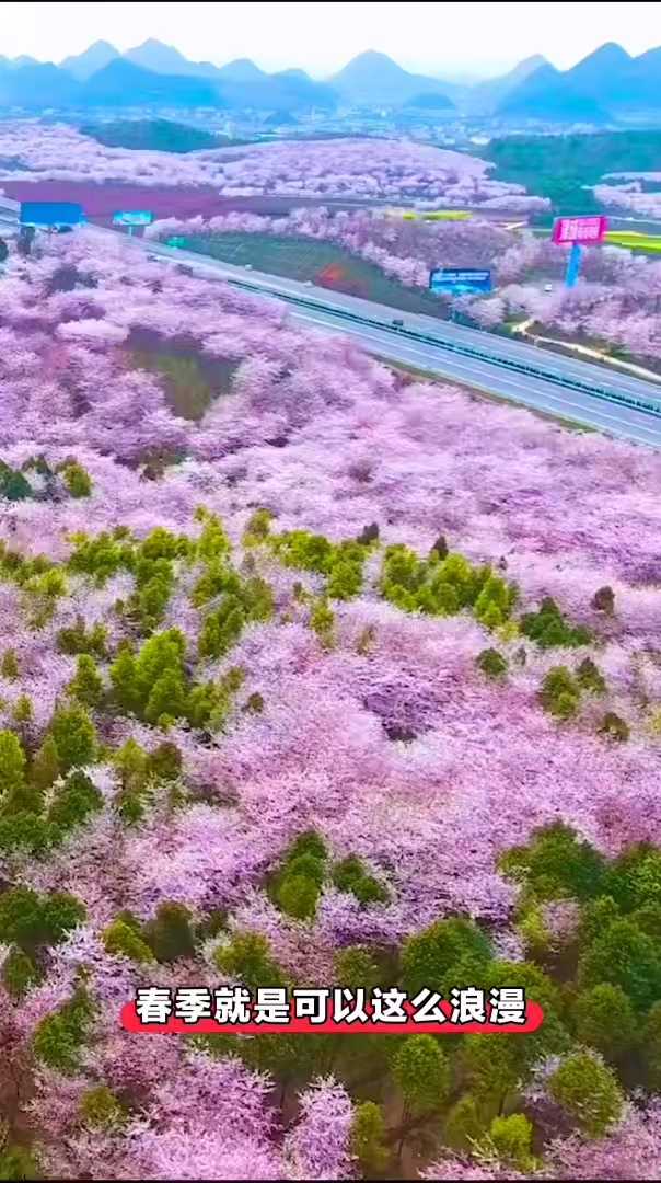 贵阳平坝农场樱花图片