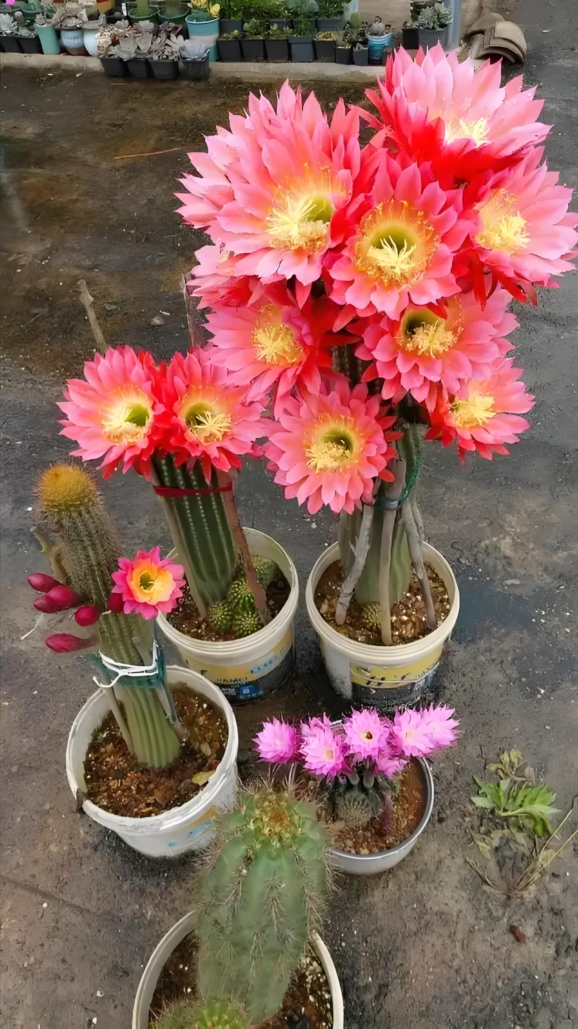 窗台的仙人柱突然开花了!明黄的花朵像小太阳般绽开,倔强又热烈