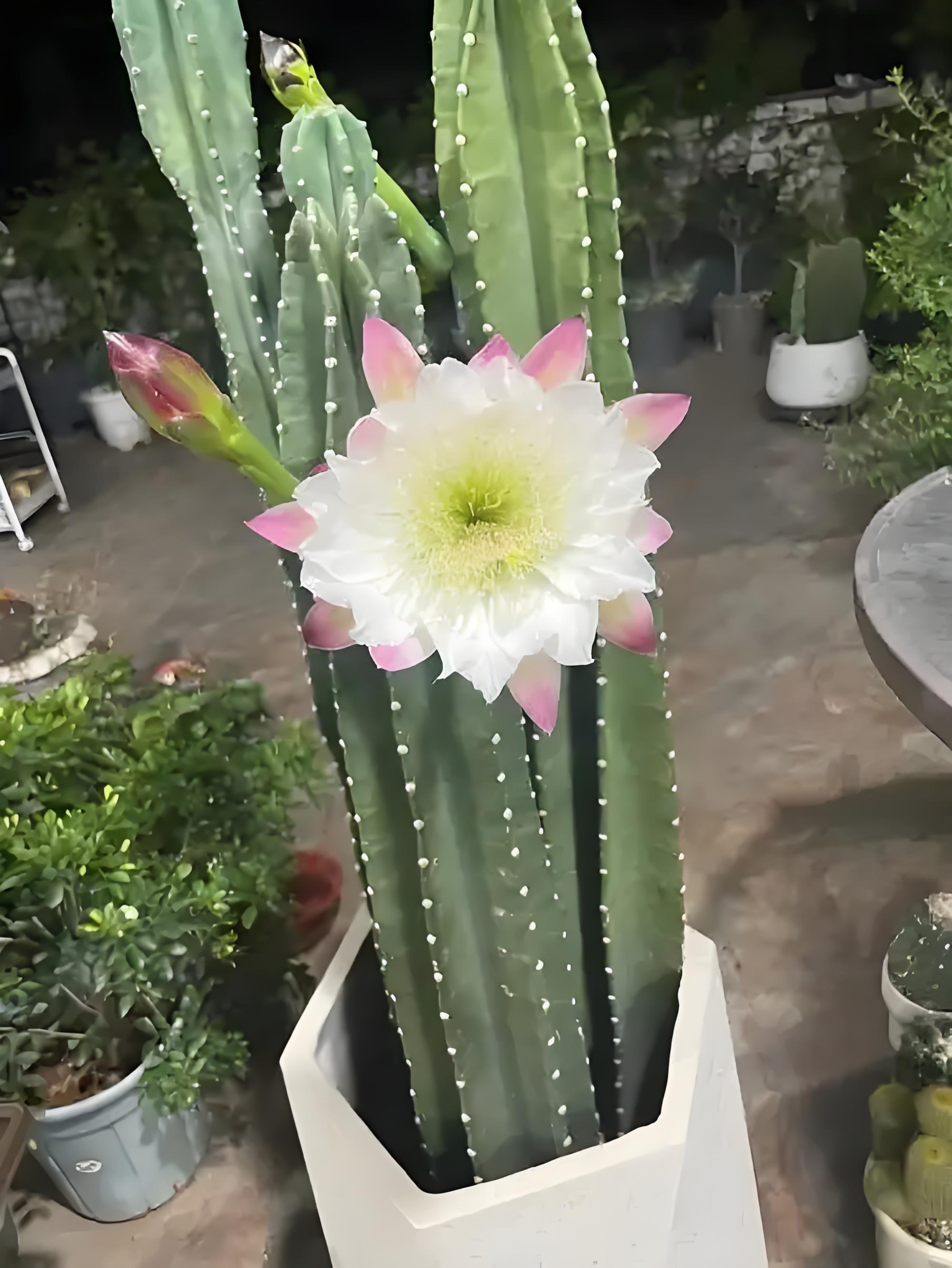 窗台的仙人柱突然开花了!明黄的花朵像小太阳般绽开,倔强又热烈