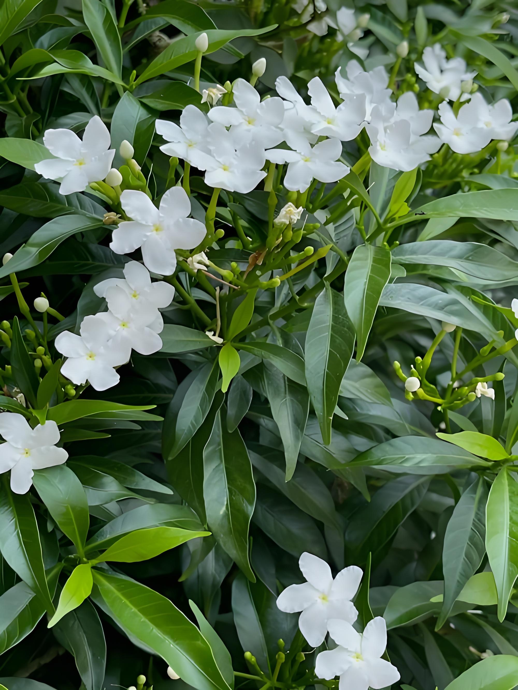 钉子花po甜牙图片