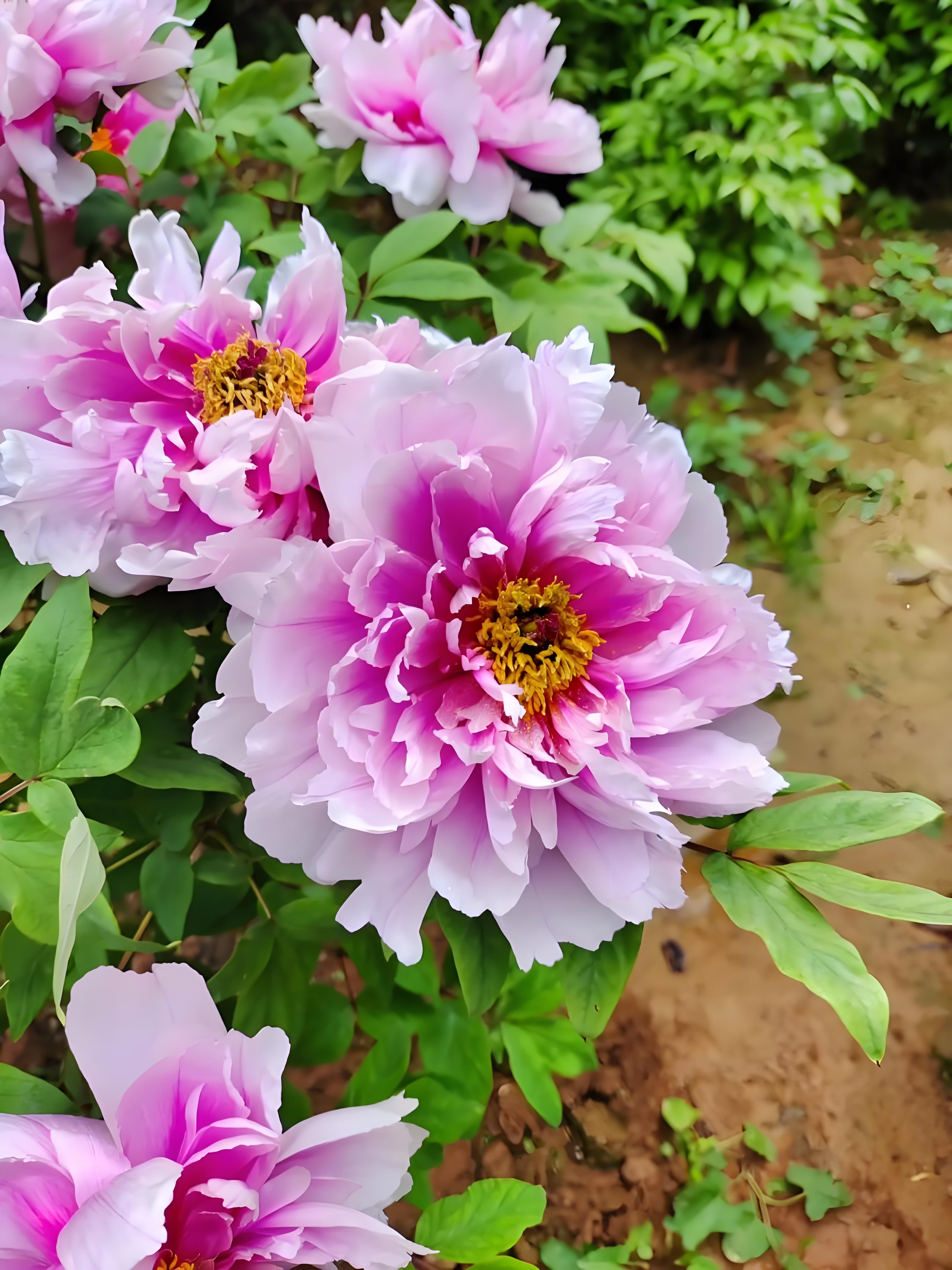 为什么牡丹花是国花 为什么牡丹花是国花