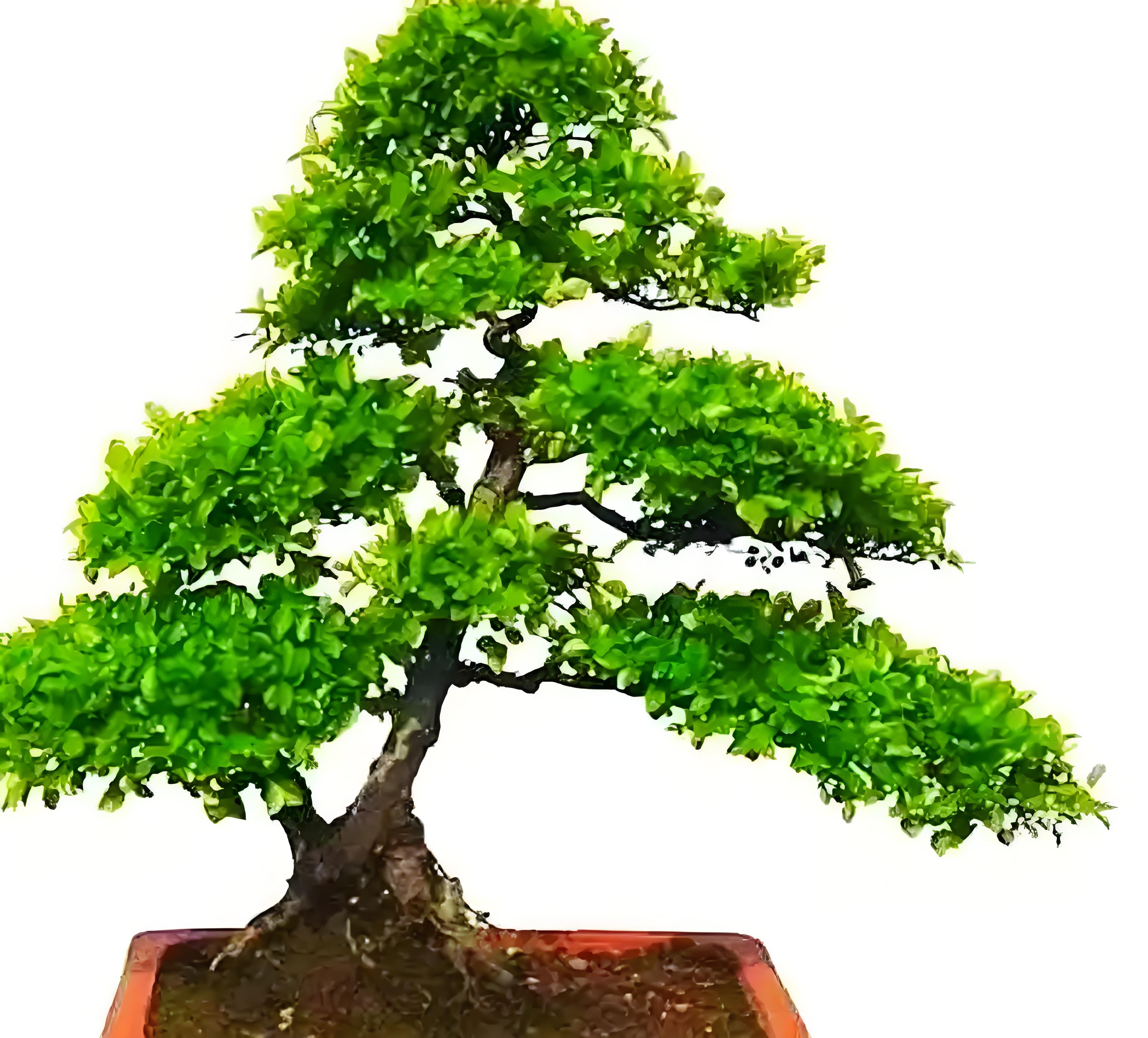 冬日里的一抹绿意,四季常青的冬青盆景,静谧中带着生命的坚韧,仿佛能