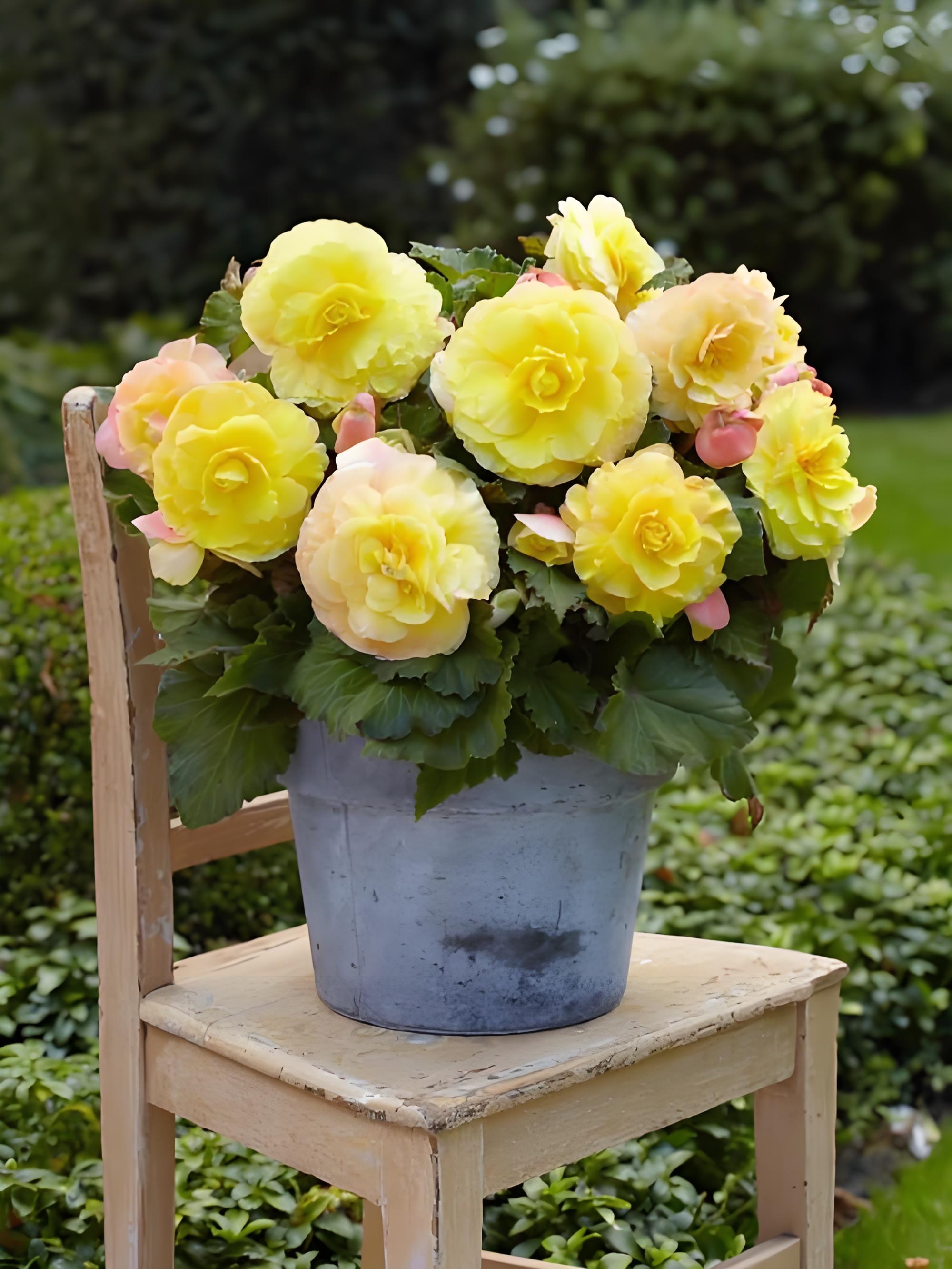 球根海棠盛开,真的美得让人心醉!