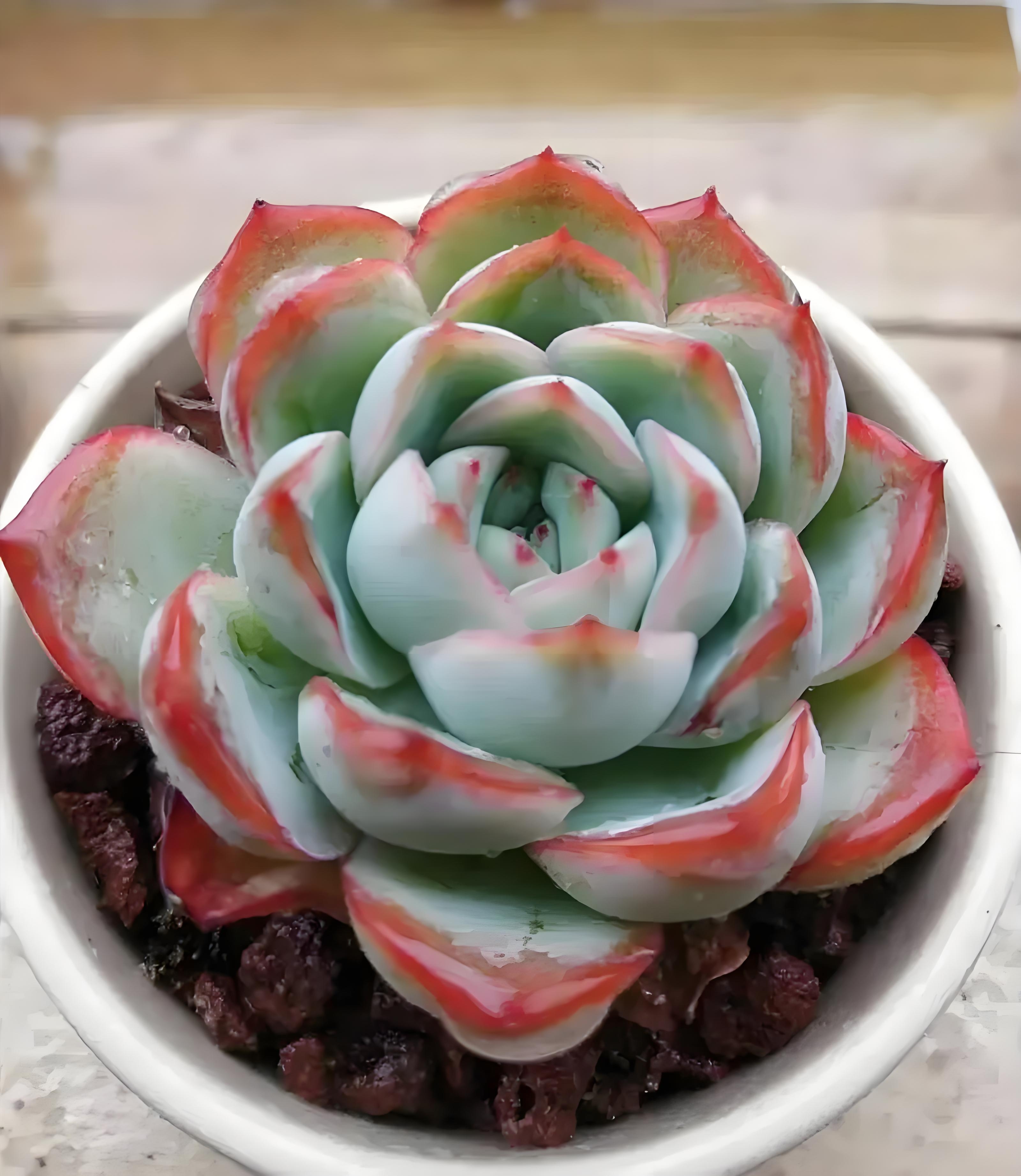 春天窗台上的多肉植物,绿意盎然,状态万千,生机勃勃.