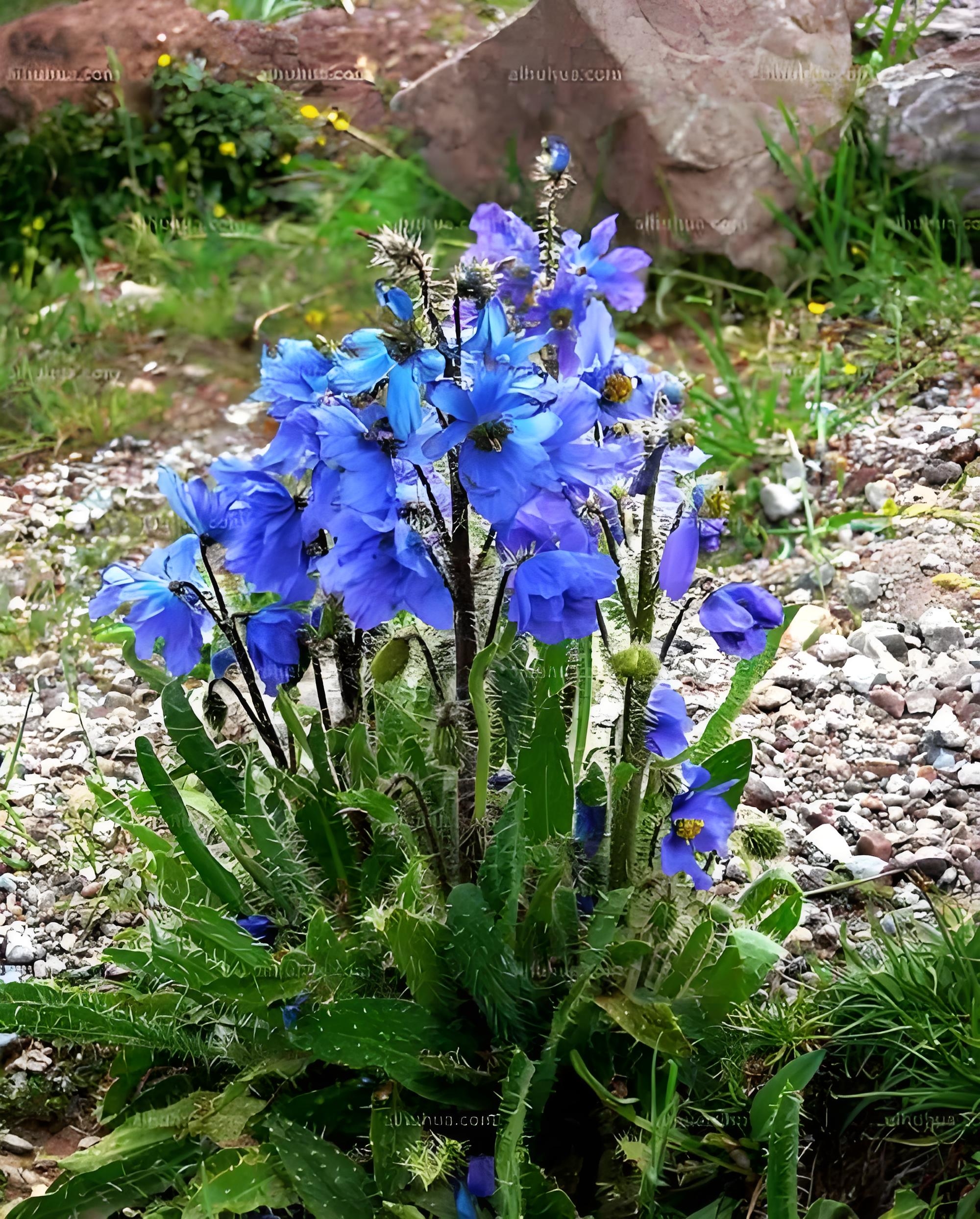 绿绒蒿花语图片