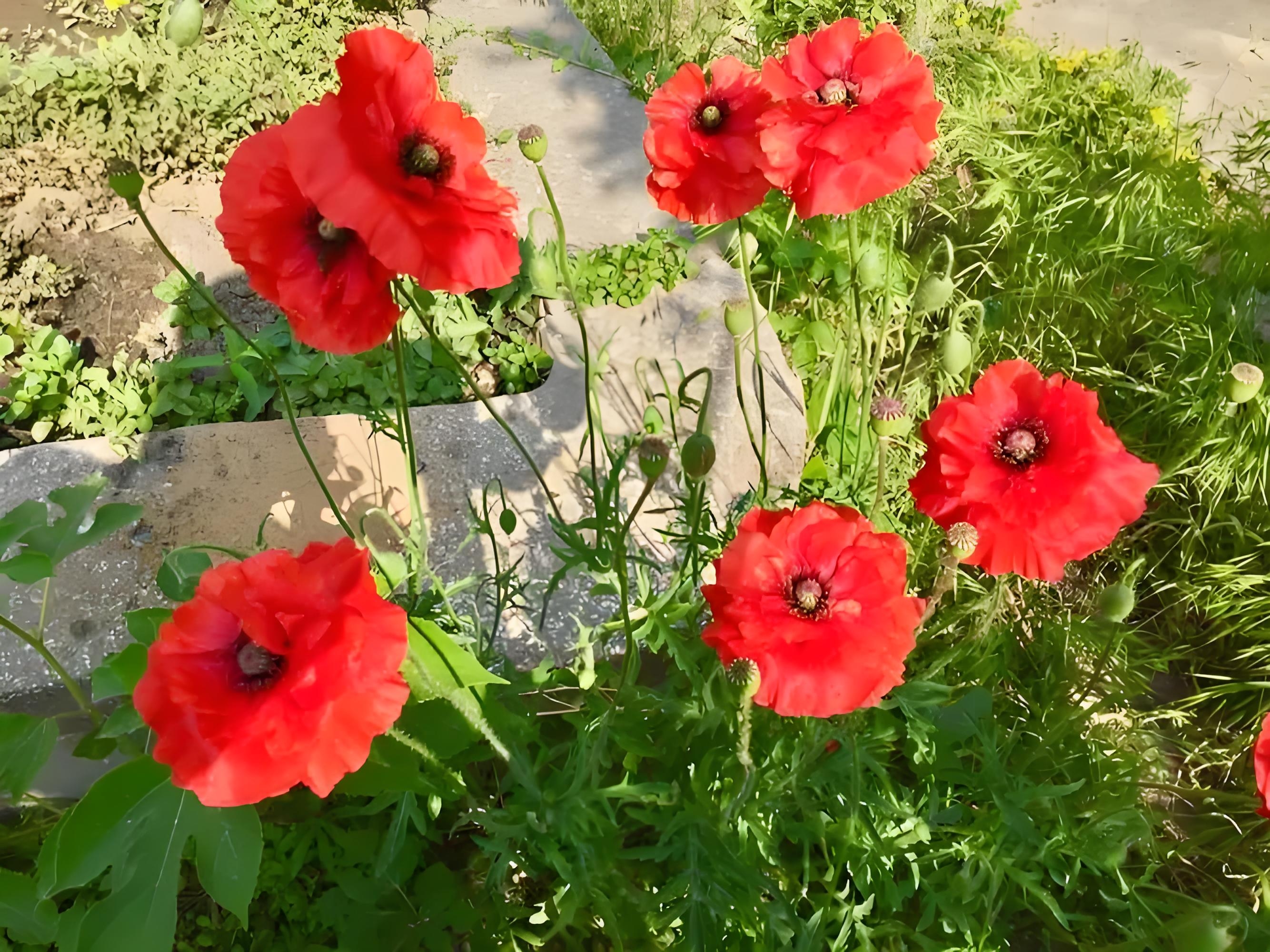 虞美人花 真实图片