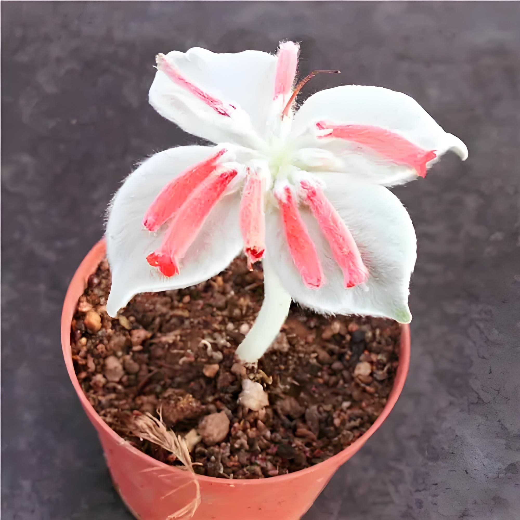 阳台上的断崖女王多肉,仿佛也在阳光下静静绽放,生机勃勃