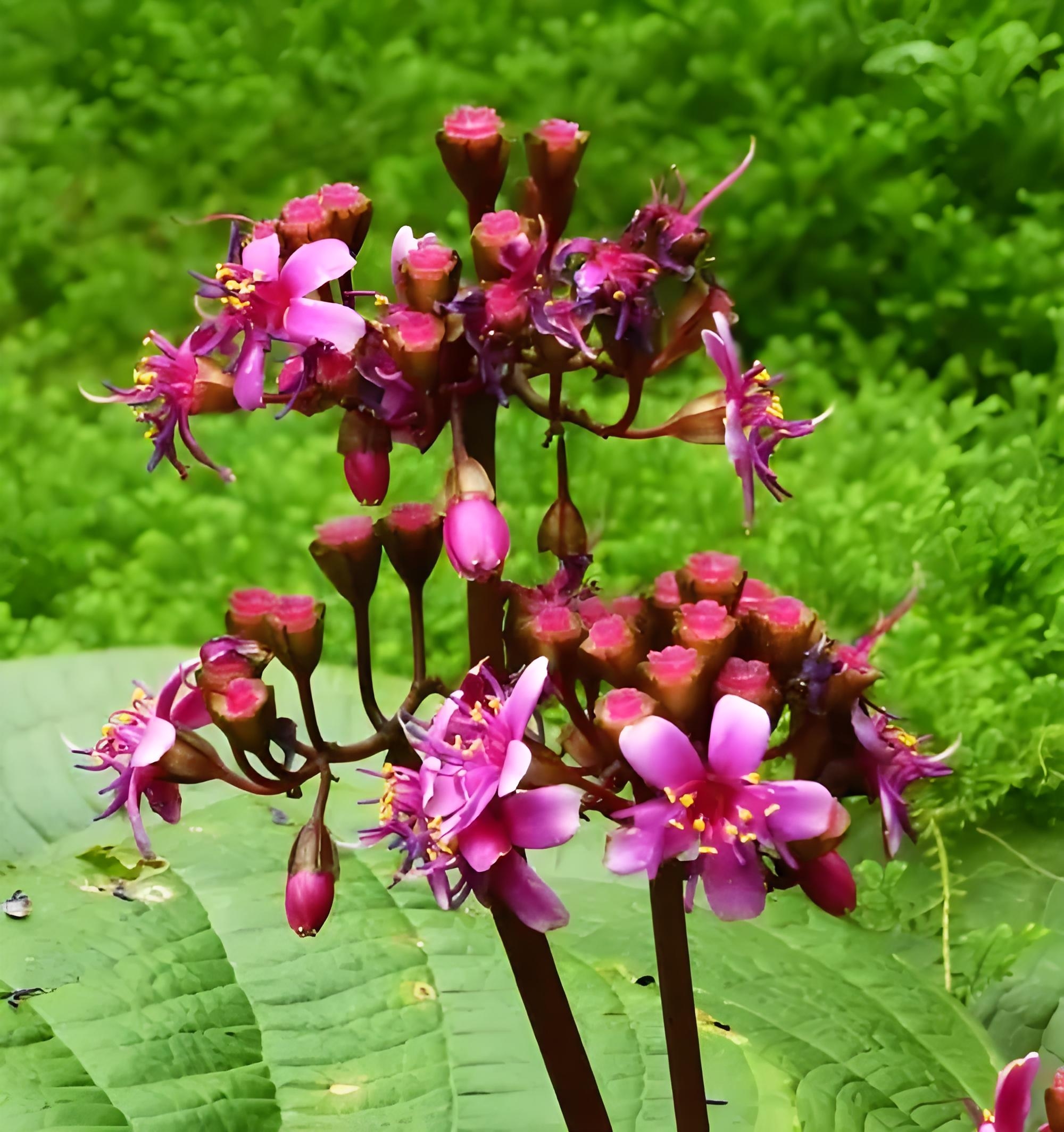 花想容虎刺红图片