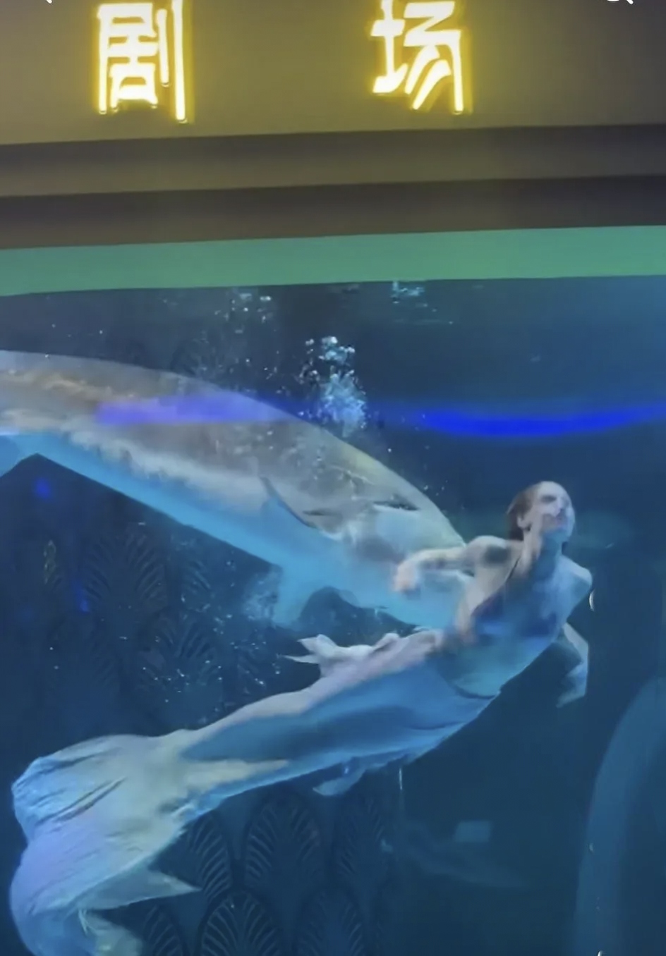云南某地水族馆,女演员正在表演美人鱼,旁边游过来一条不知名的大鱼