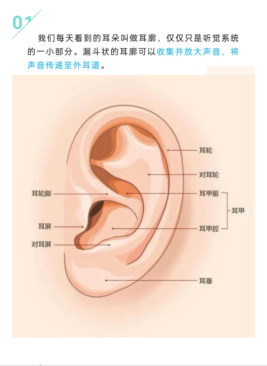 耳朵是最神奇的人体结构之一