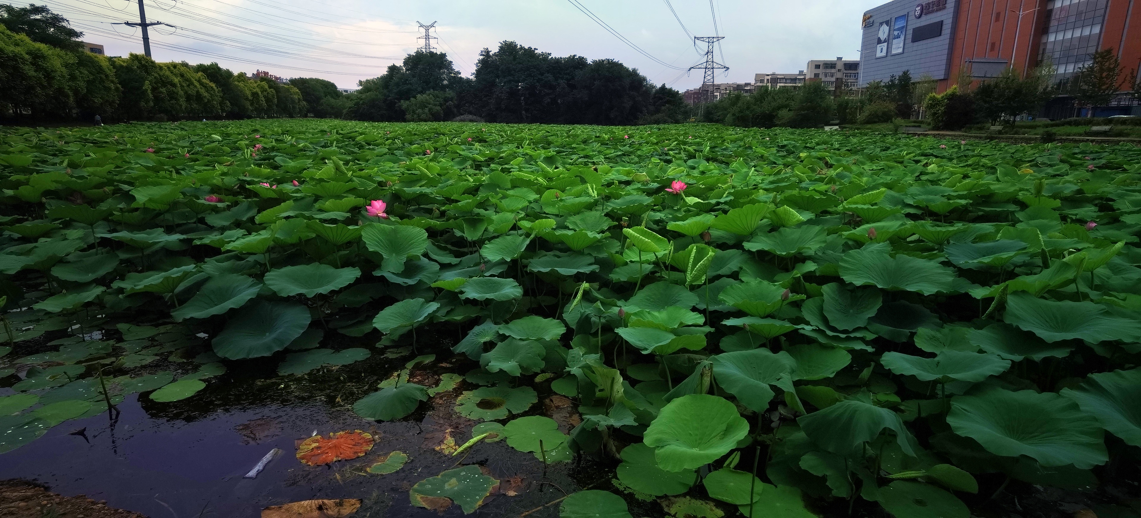 摄影爱好者联盟# 荷花公园全景