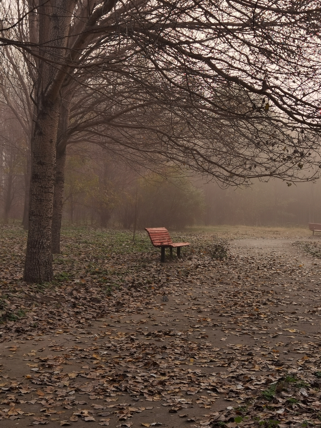 一个人影都没的公园里,这张木质长椅显得格外孤独