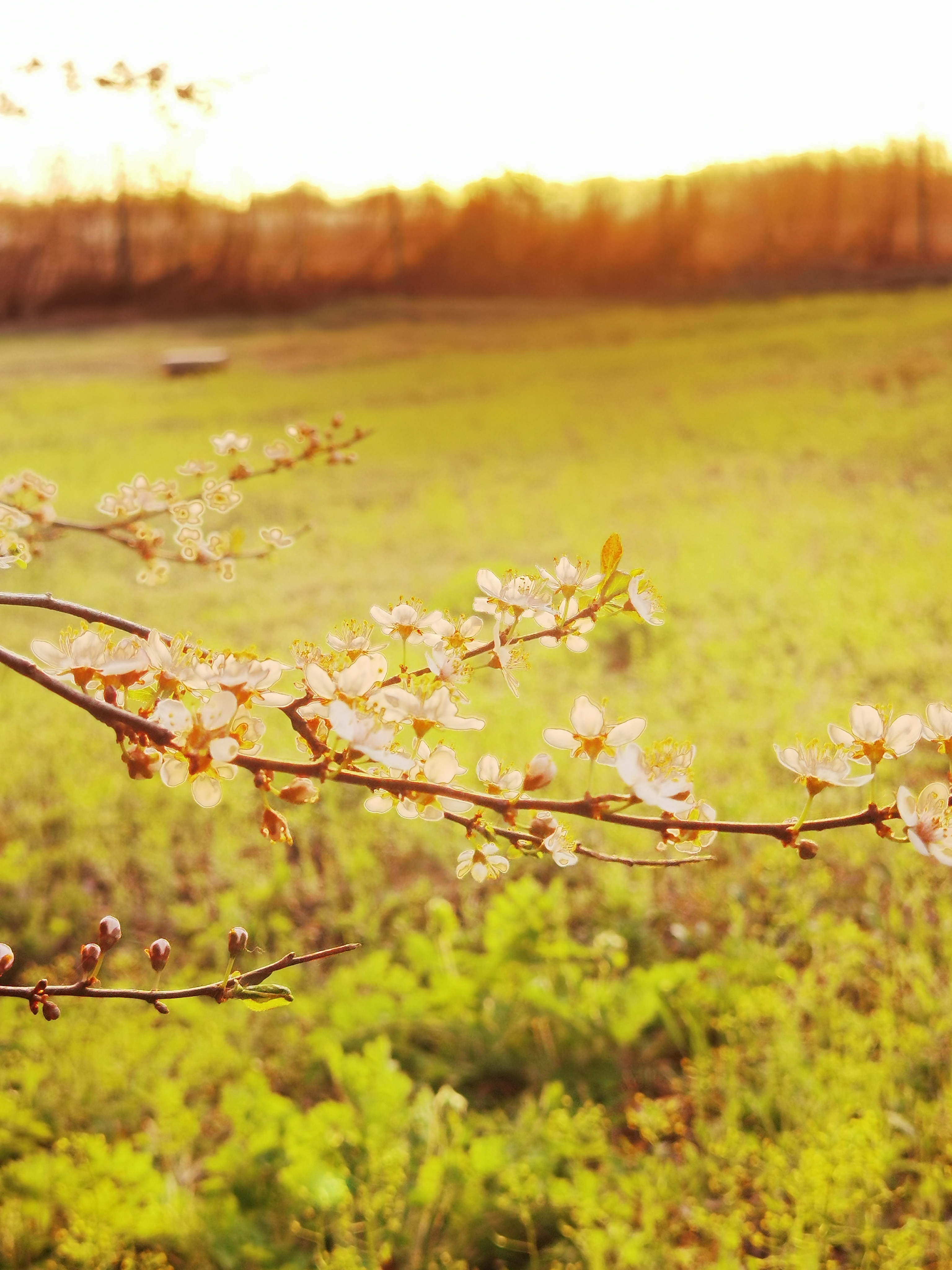 摄影爱好者联盟# 夕阳下的树桃花