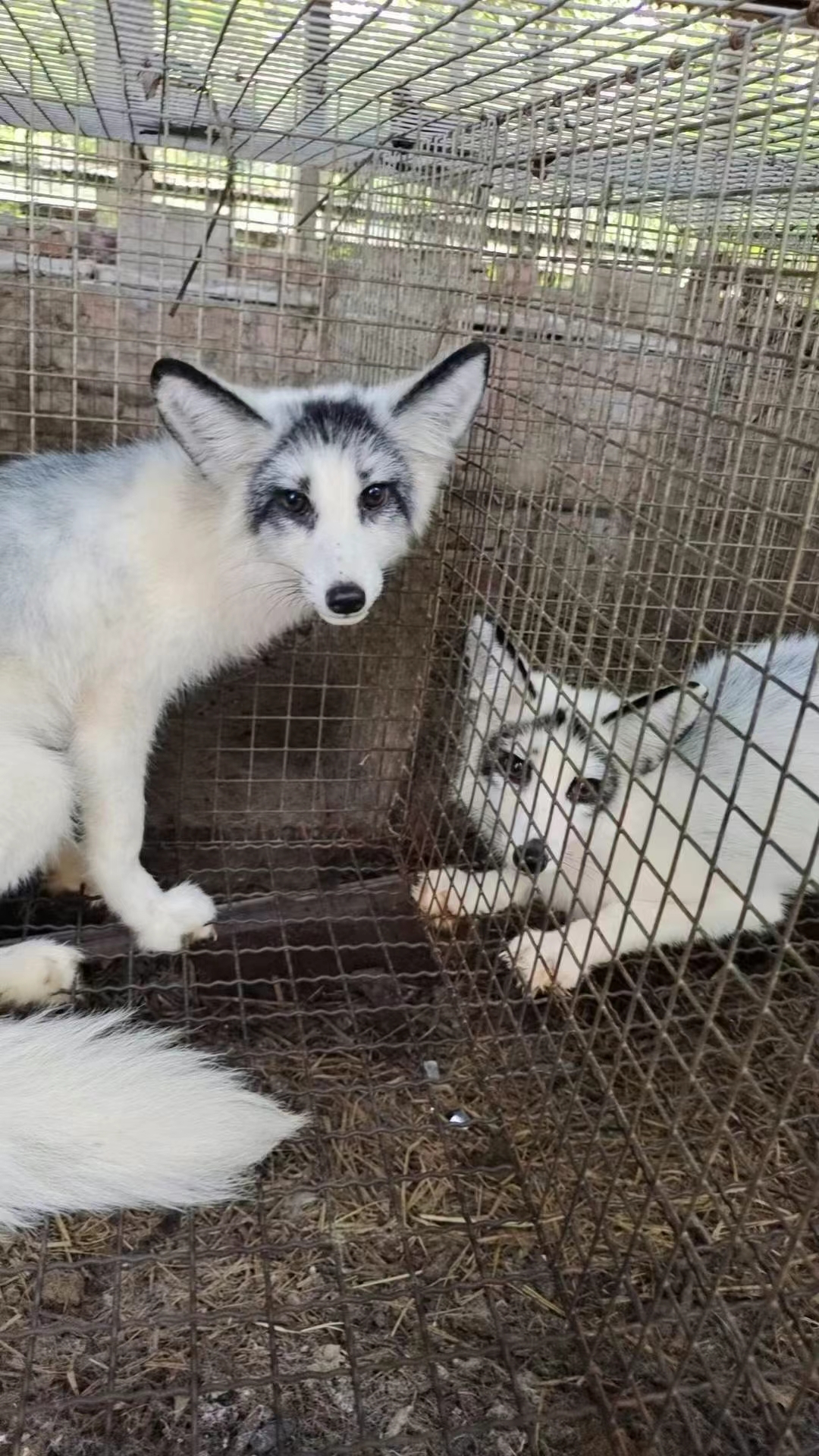 熊猫狐崽子现货接单,大量现货,非常漂亮#猫咪