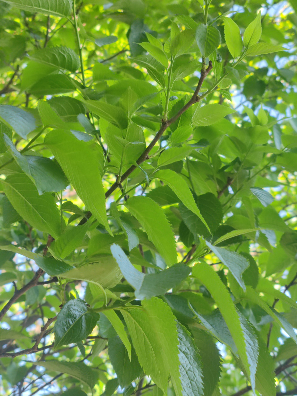 杜仲树是一种古老的树种,被誉为"活化石".