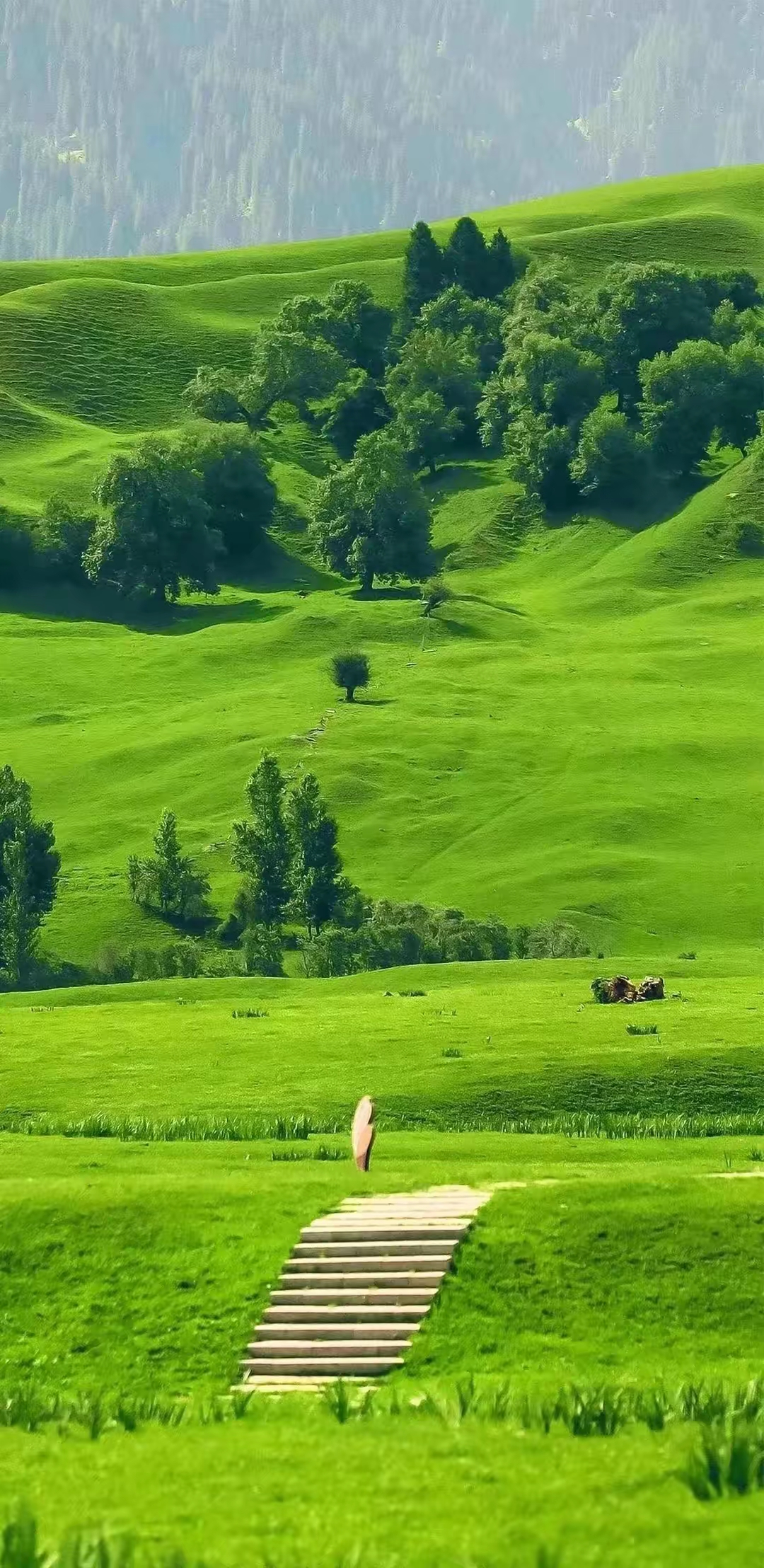 手机时代,多少人的眼睛过度疲劳,多看看绿色美景,让你的眼睛缓解疲劳