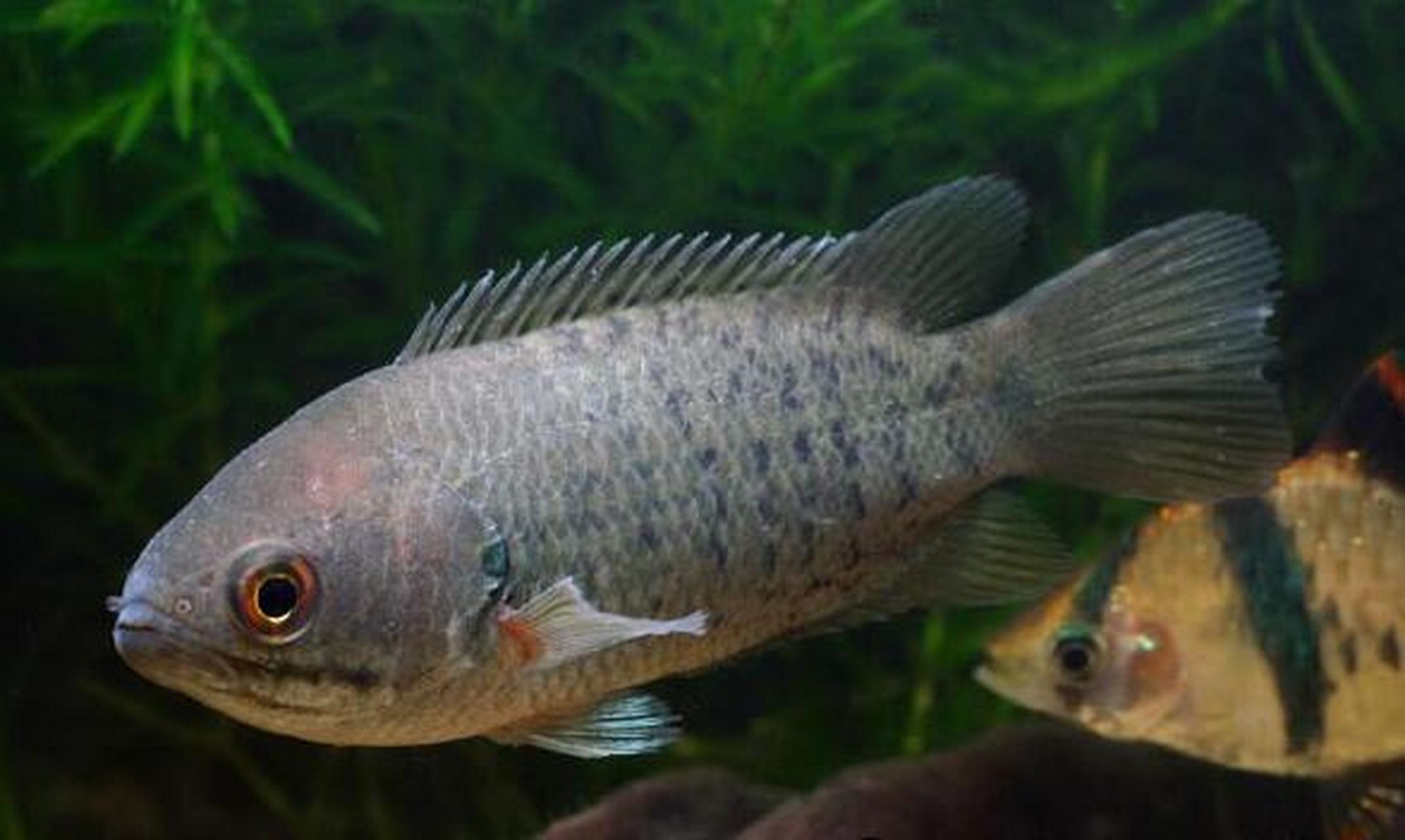 潮汕地区叫海沙蛮,海沙鳗,就是攀鲈喜栖息于水流缓慢的河沟和池塘中