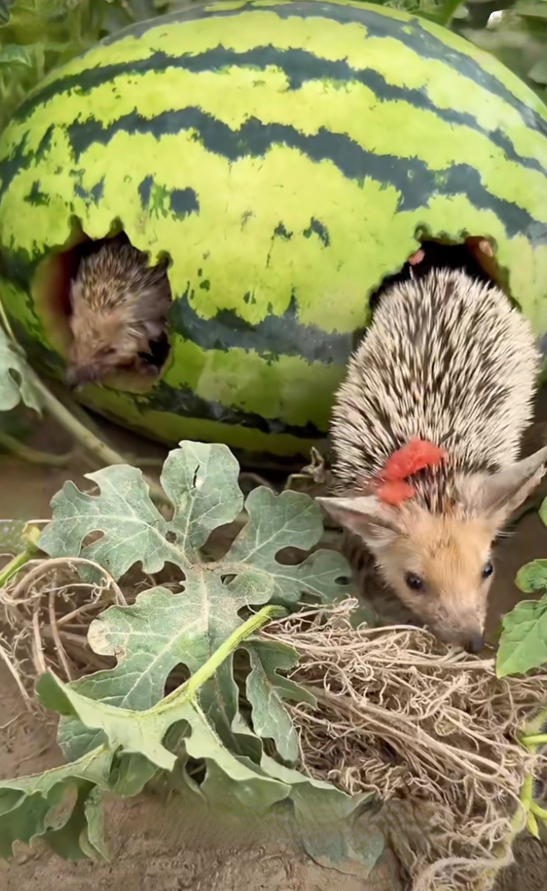 看着好像老鼠,专门偷吃西瓜.