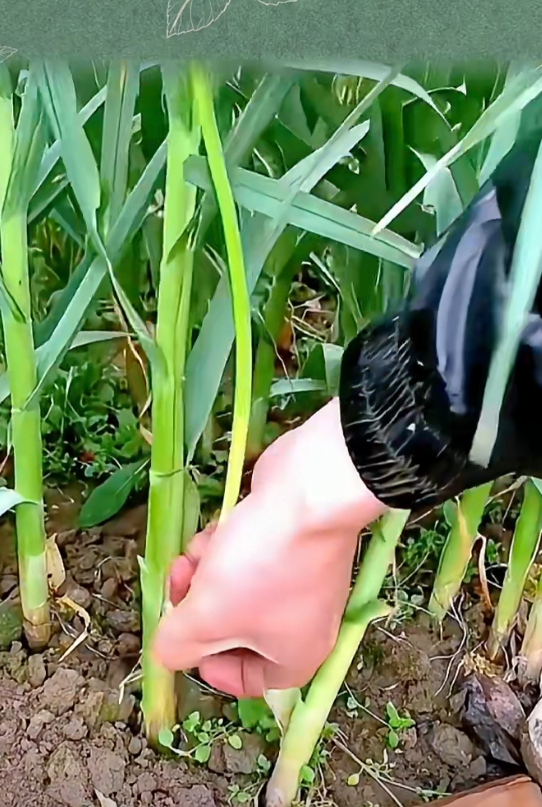 自制剥蒜苔土神器,方便快捷又省时.