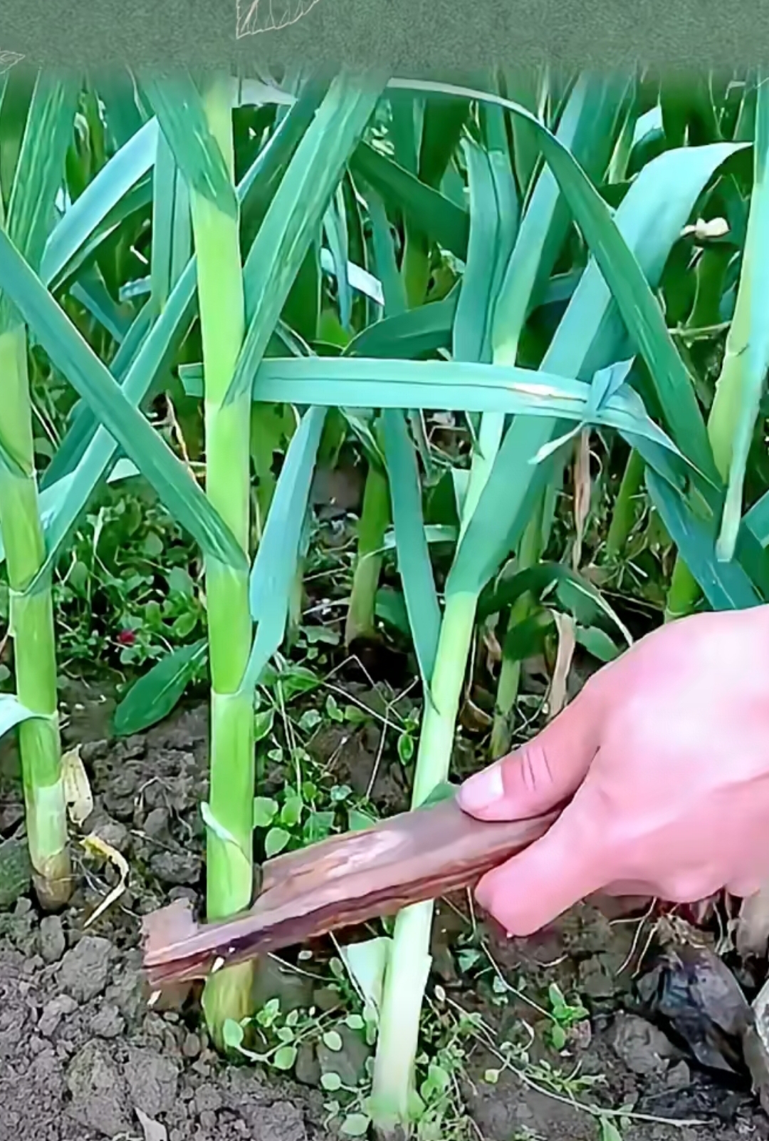 自制剥蒜苔土神器,方便快捷又省时.