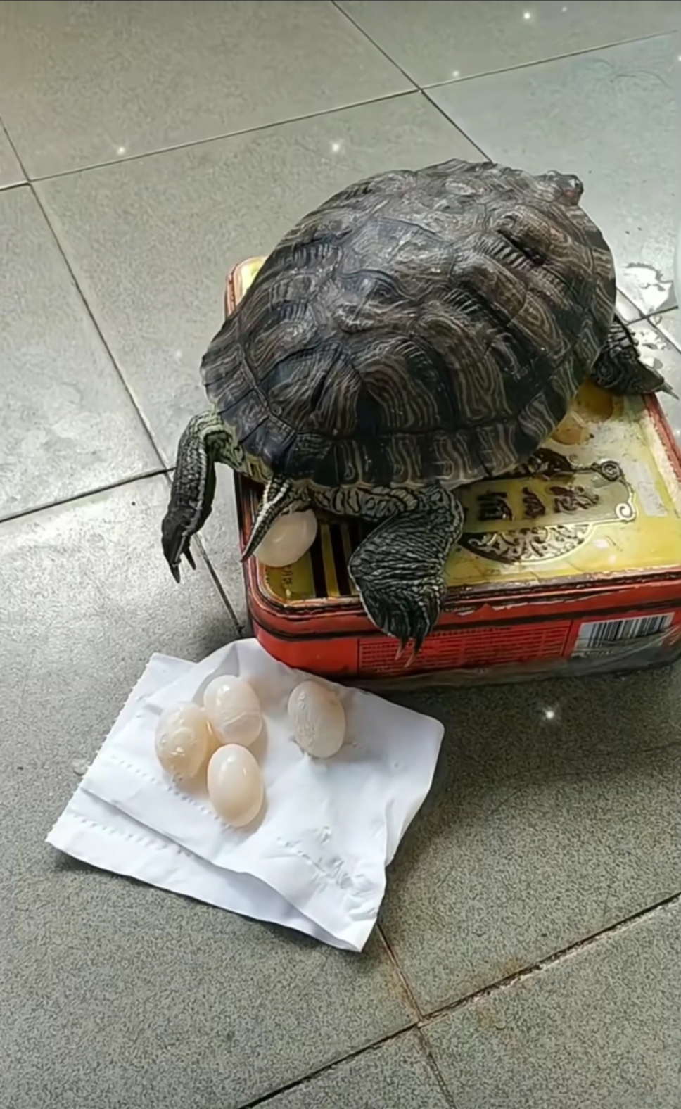 一共生了十六个蛋,生完后它的后脚还不停的挖呀挖,天生习惯性动作想把