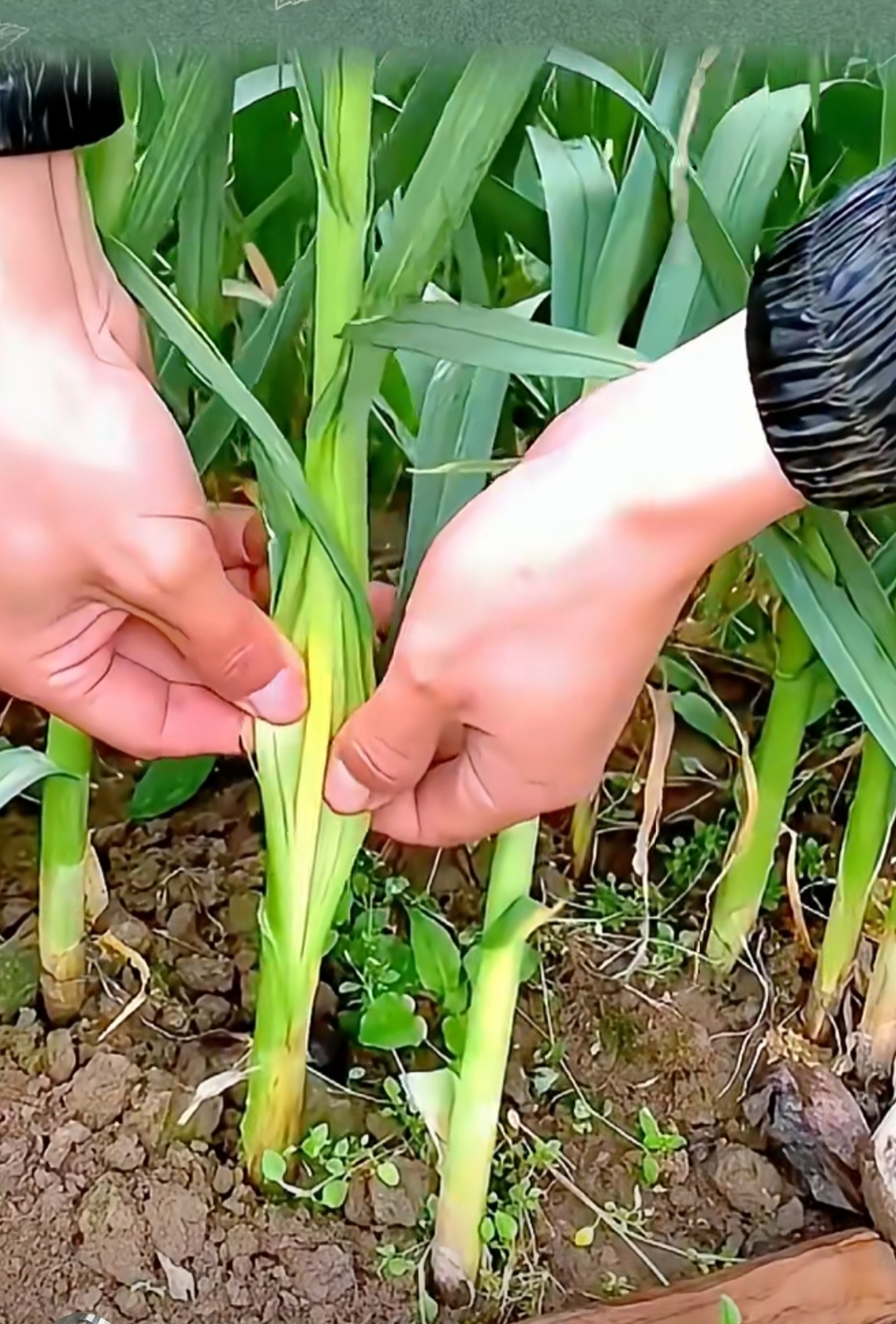 自制剥蒜苔土神器,方便快捷又省时.