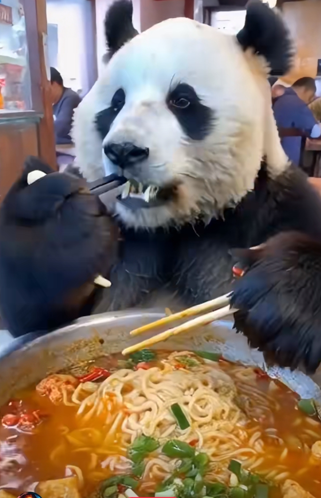 大熊猫如果是坐在你同桌吃面,你是什么感觉呢?