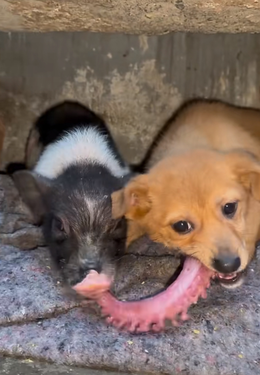 小花猪和狗狗互相争抢着一根墨鱼爪子,猪猪什么时候成了杂食动物啊?