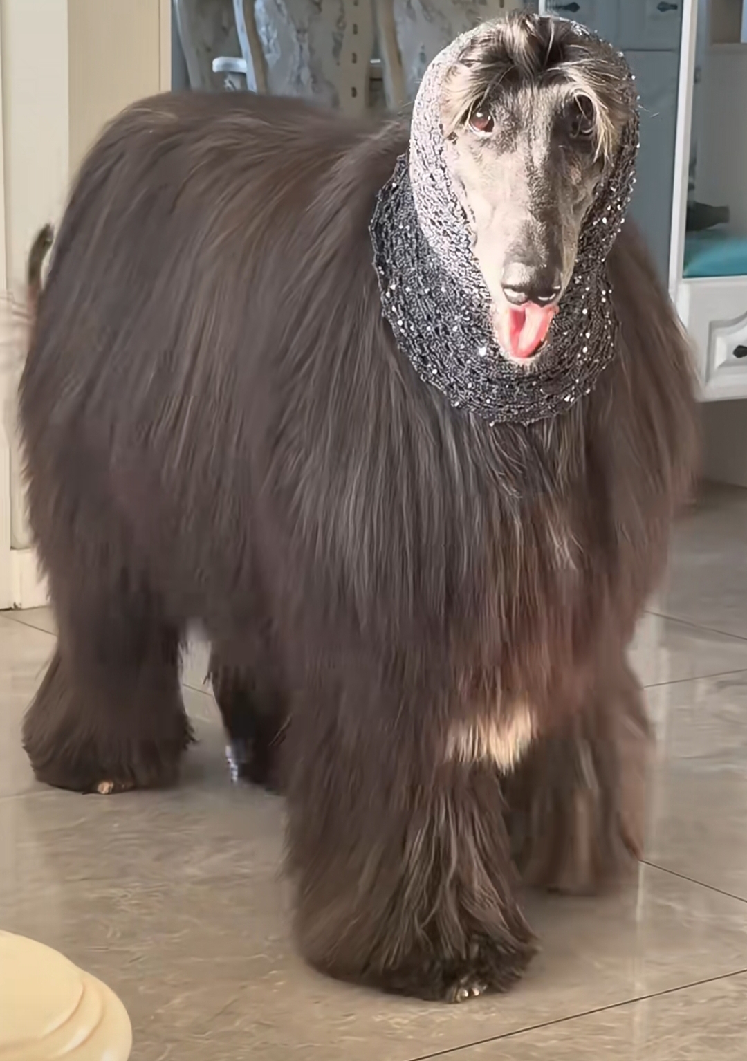 看起来不错的样子,但一般人可能养不起这贵族狗狗吧!