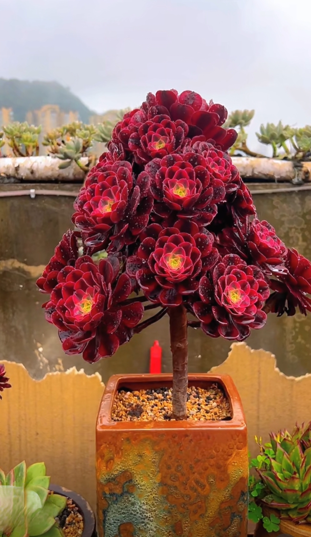 宝塔红色多肉会带来什么样的心情呀?