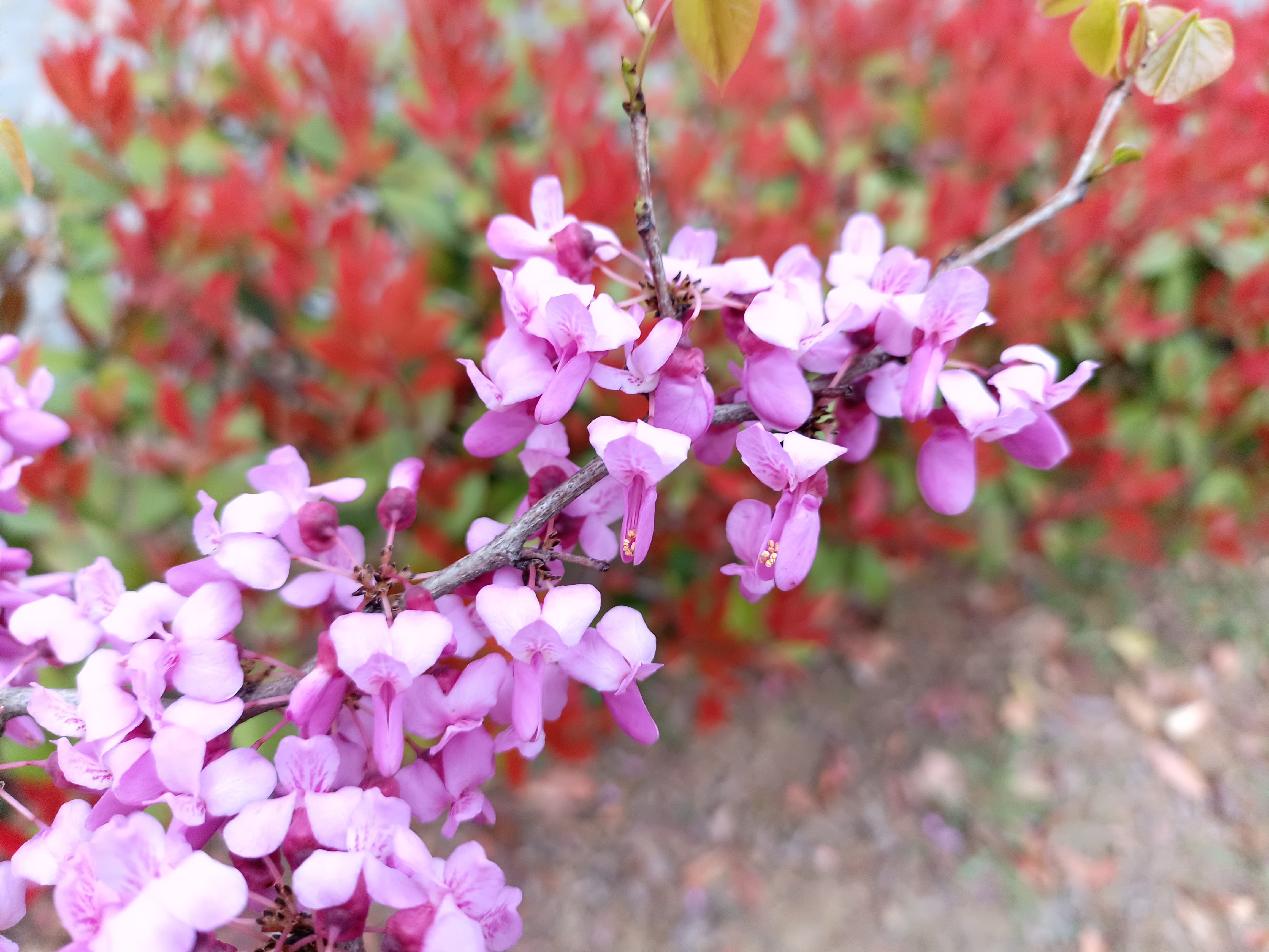 天地# #一年赏花时#       紫荆花开在一棵棵树上,彻底刷新了我的认知