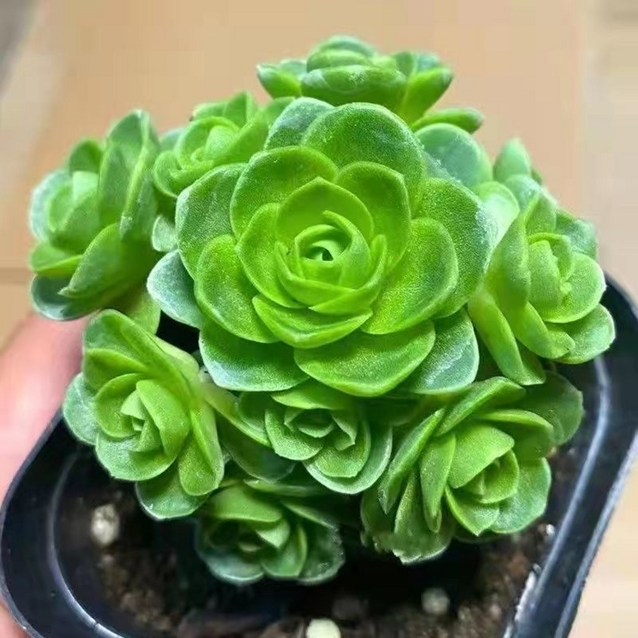 这个水蜜桃玫瑰多肉,我太喜欢了,就是不知道好不好养?