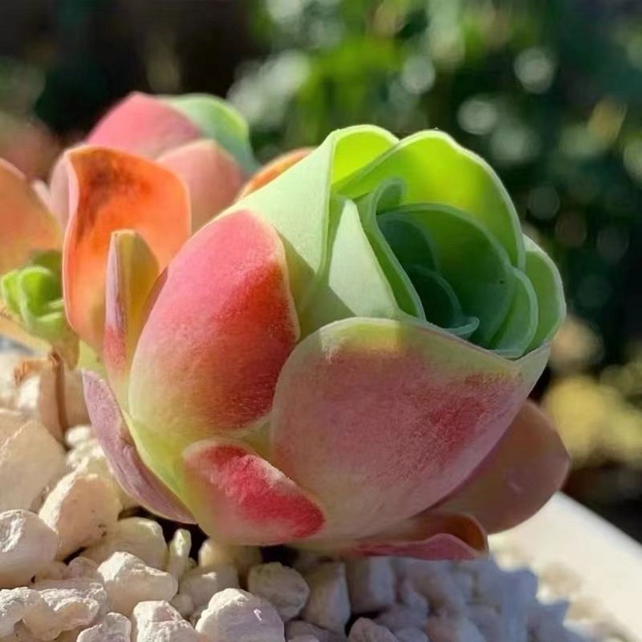 这个水蜜桃玫瑰多肉,我太喜欢了,就是不知道好不好养?