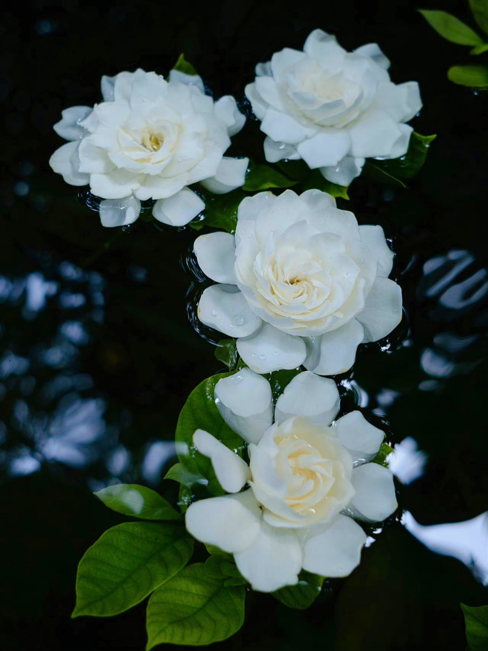 栀子花开,约定永恒#520表白日