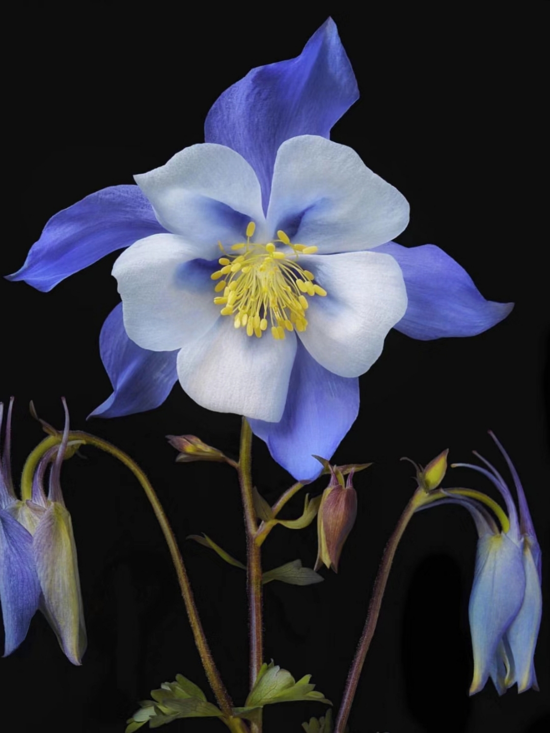 在繁华中,有一朵蓝白相间的花,它高雅而清纯,如同蓝色的天空与白色的