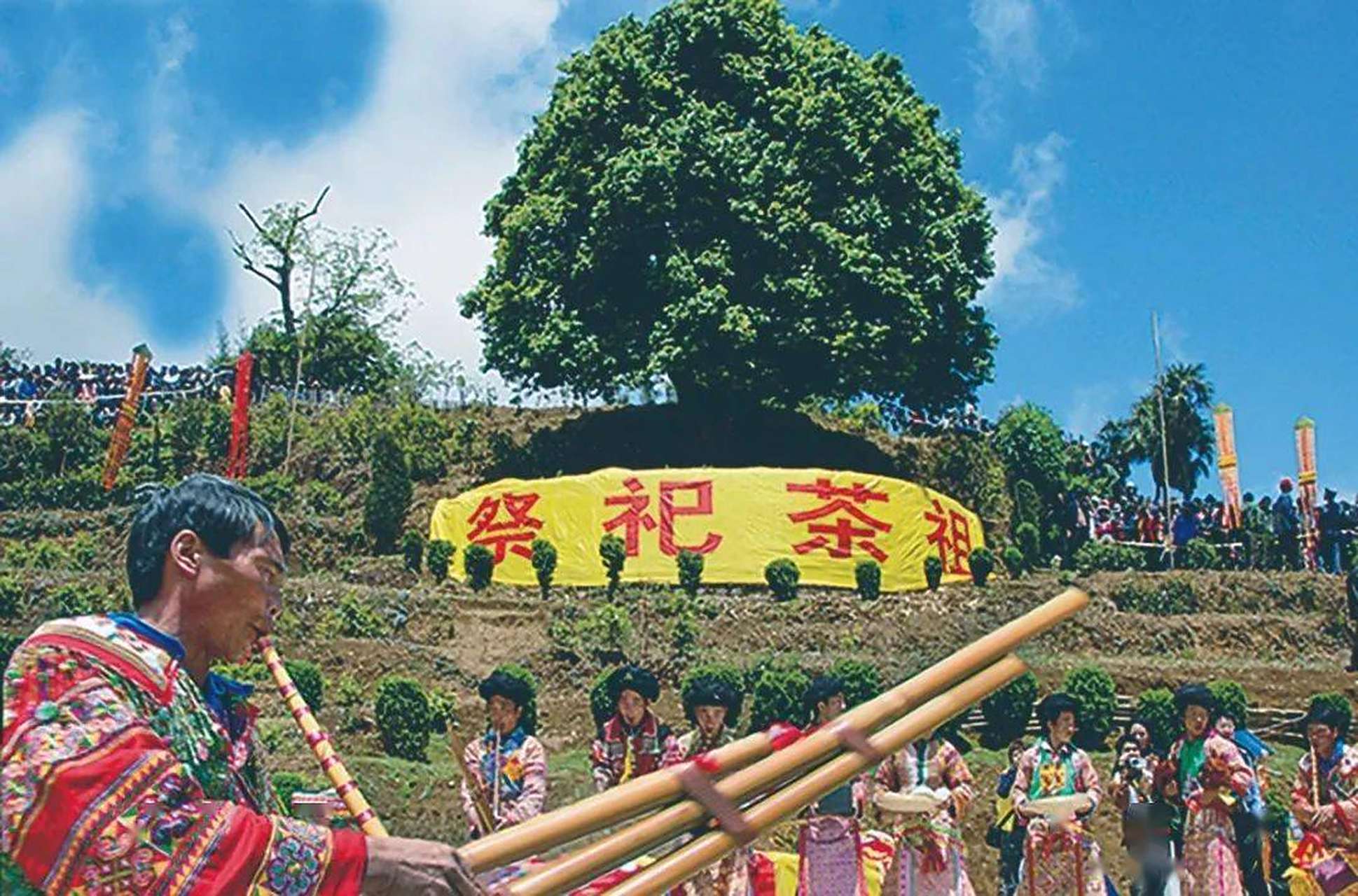 云南凤庆3200年的祖宗级茶树王(锦绣茶尊),今年最贵的茶!