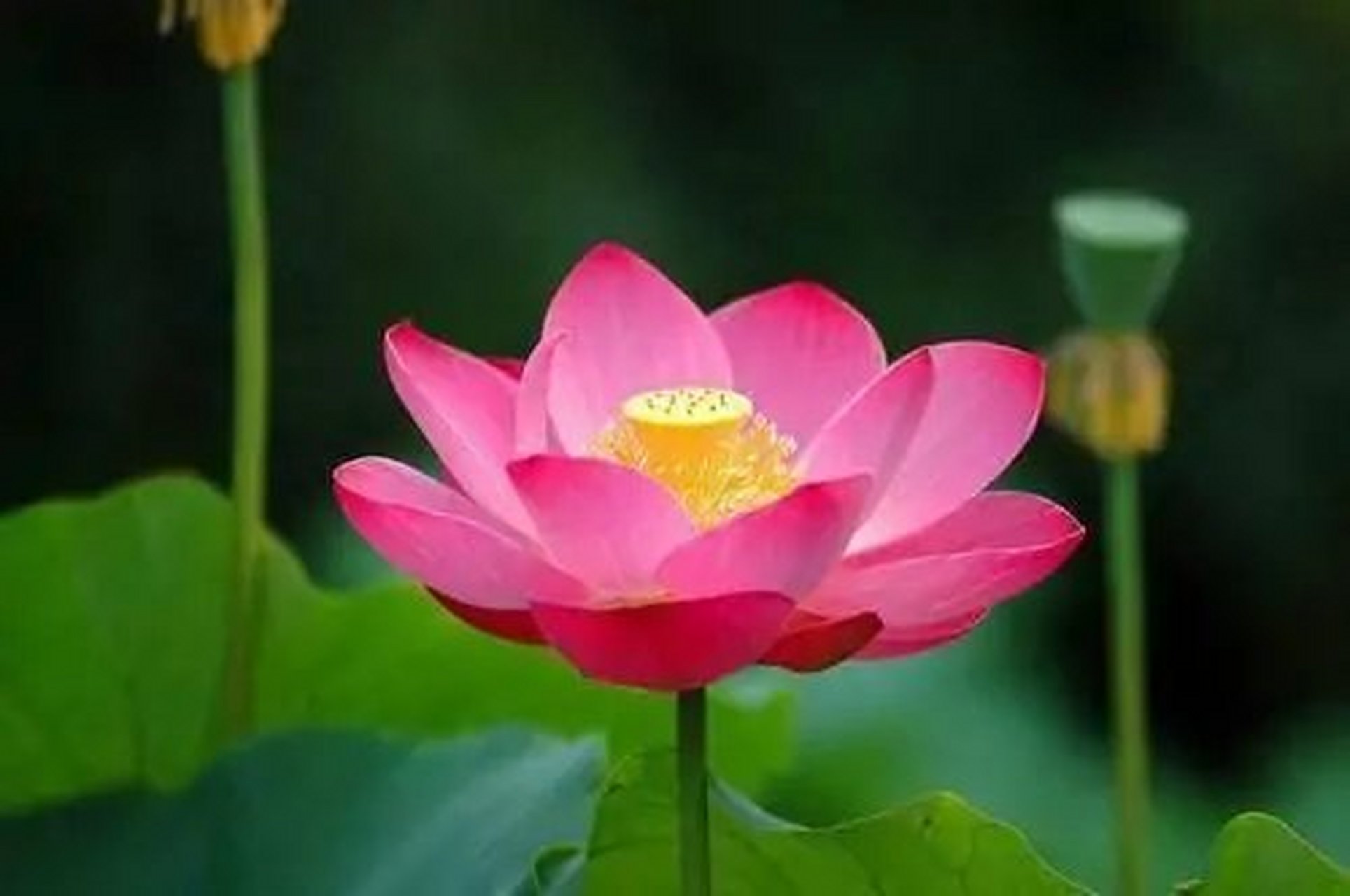 传佛心法在世如来#大势至菩萨成就方法  各位同修,我们都阅读过