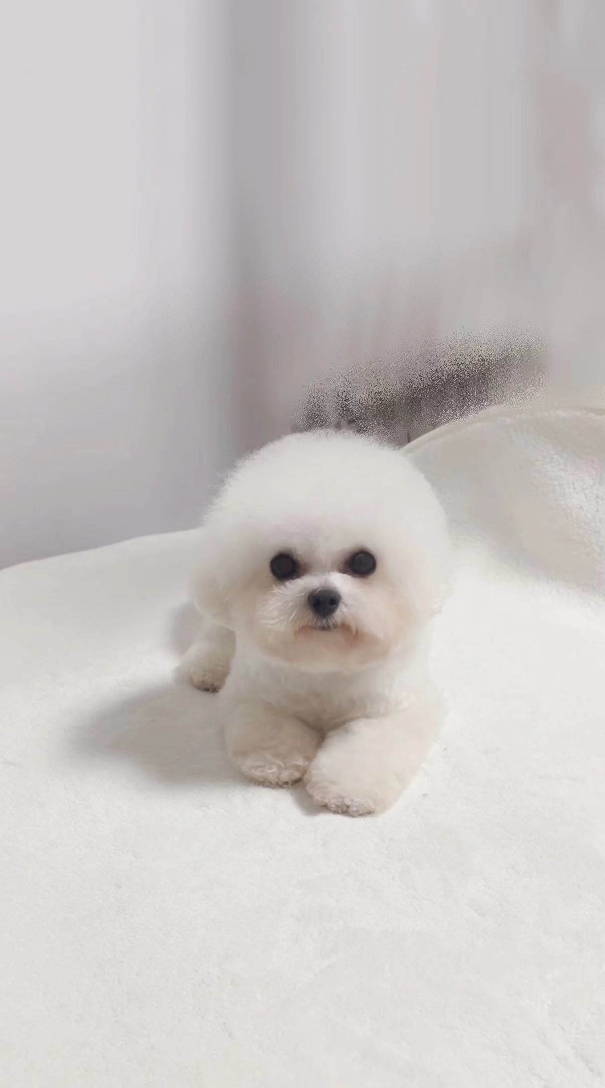 徐州市家养韩系小体比熊弟弟妹妹都有#狗狗