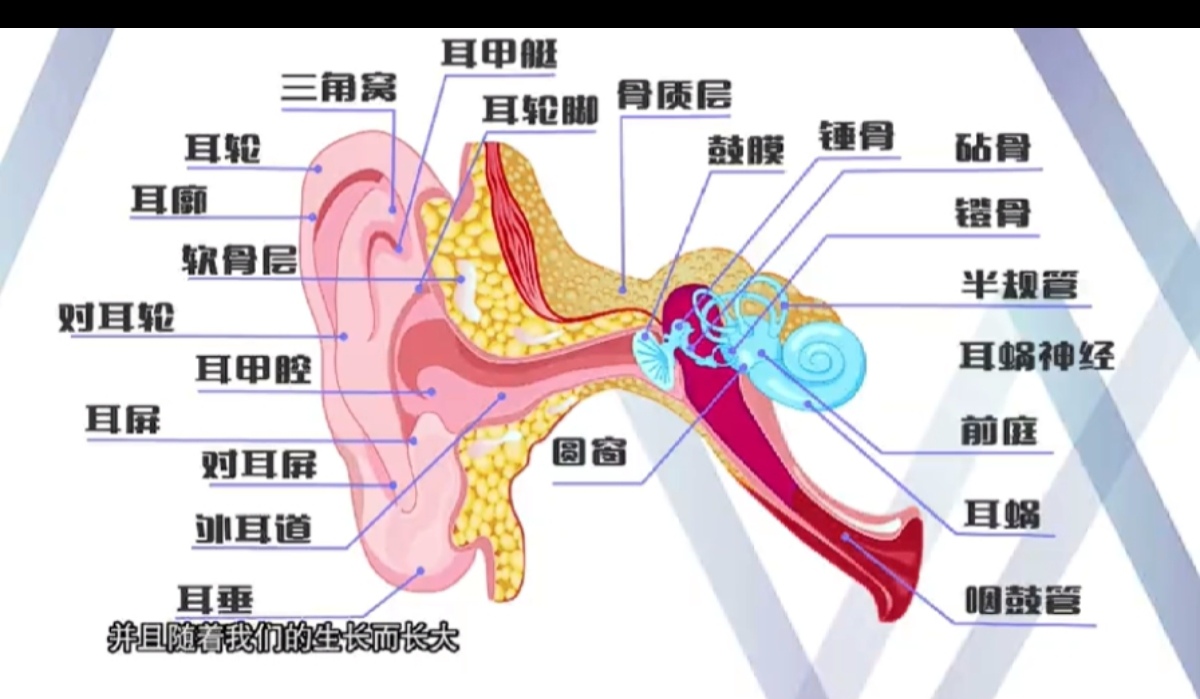 推荐# 新郑西门子助听器服务中心63205233#助听器# 西