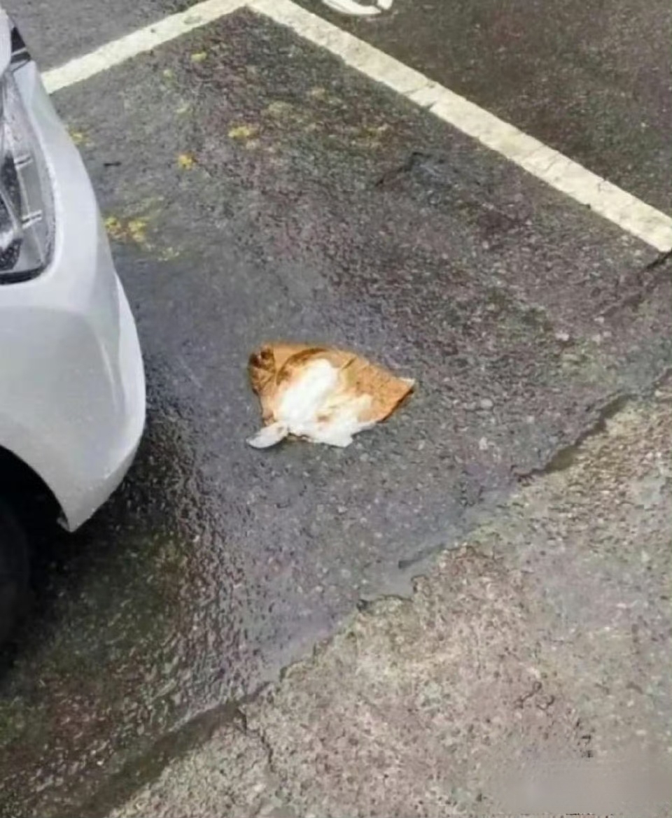 吓死了[惊恐]还以为是那只猫猫被压成肉饼了,靠近一看原来是装便便的