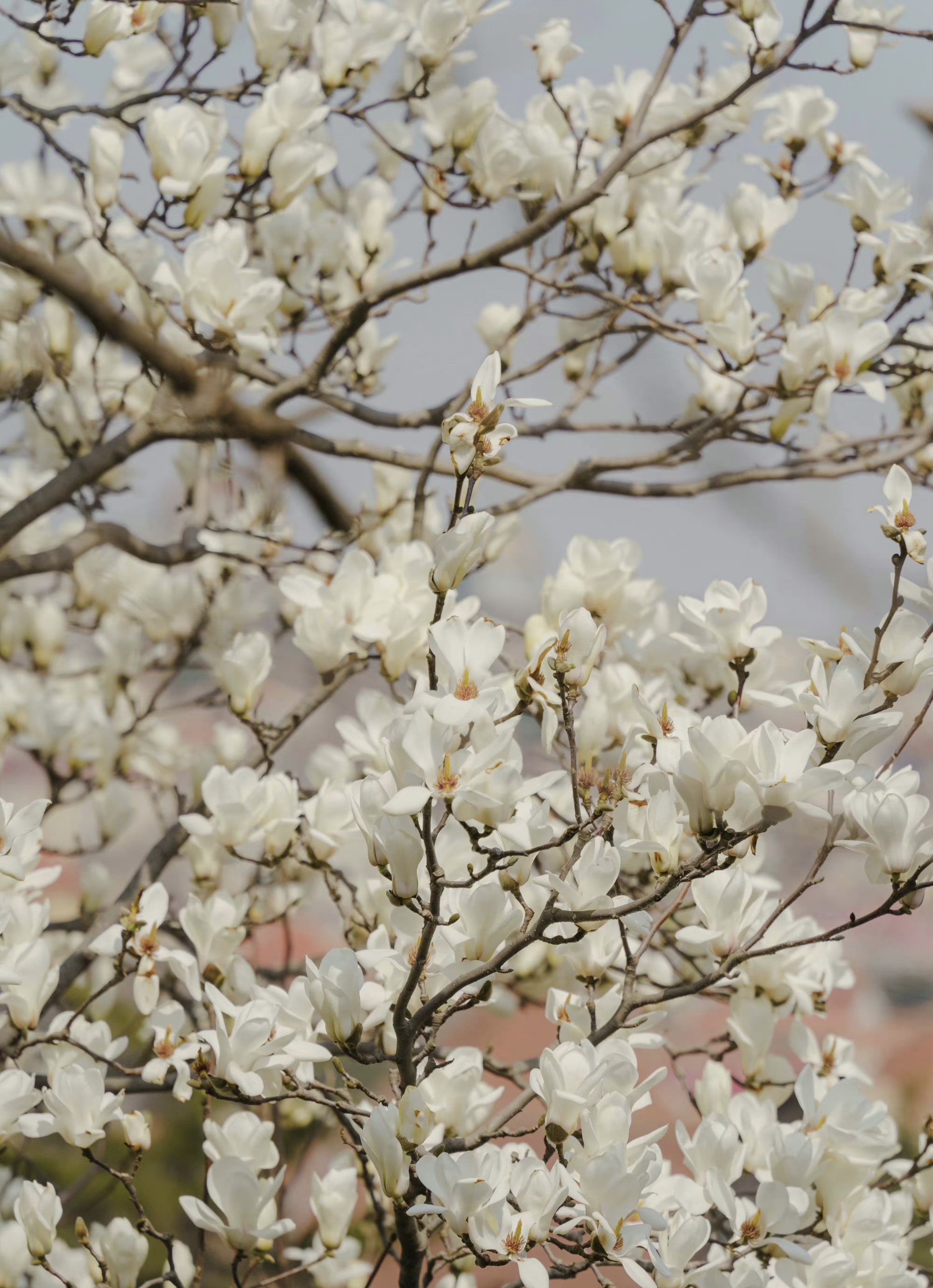 玉兰花花蕊像什么图片