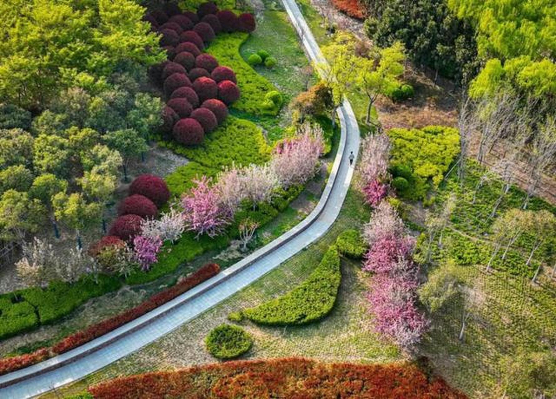 郑州赏花时#郑州梅河公园,位于郑州航空港区南港片区,东风和煦,盎花